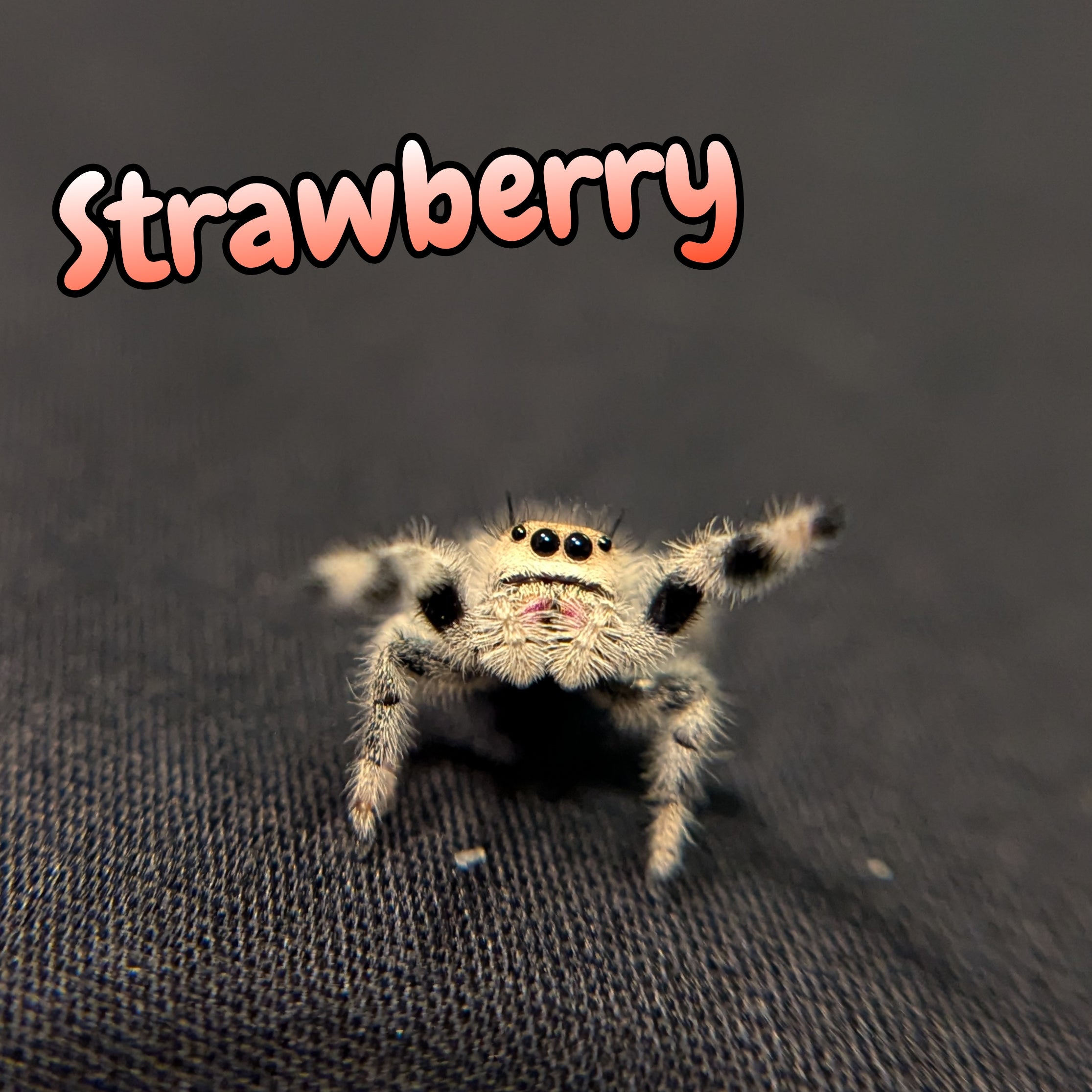 Regal Jumping Spider "Strawberry"