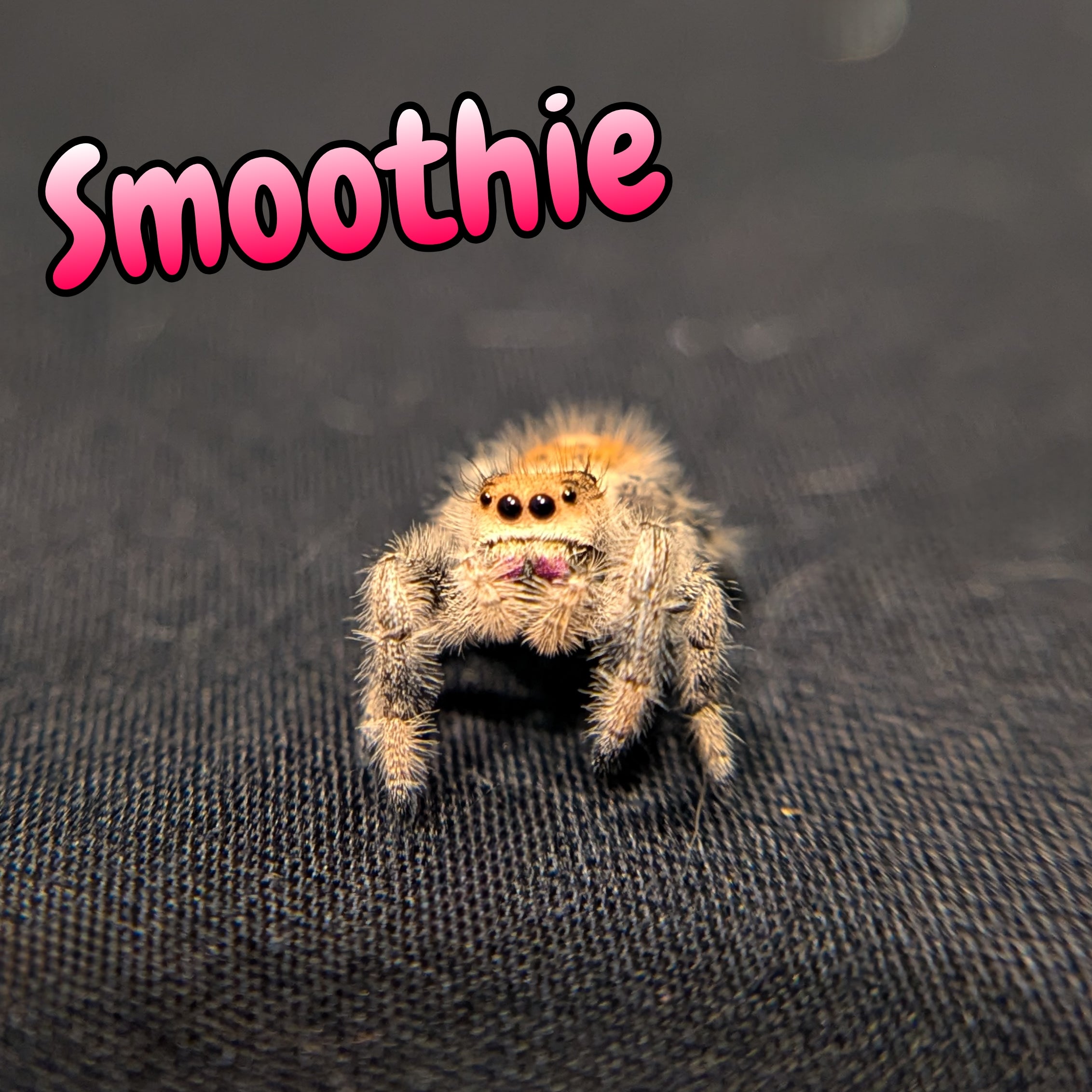 Regal Jumping Spider "Smoothie"