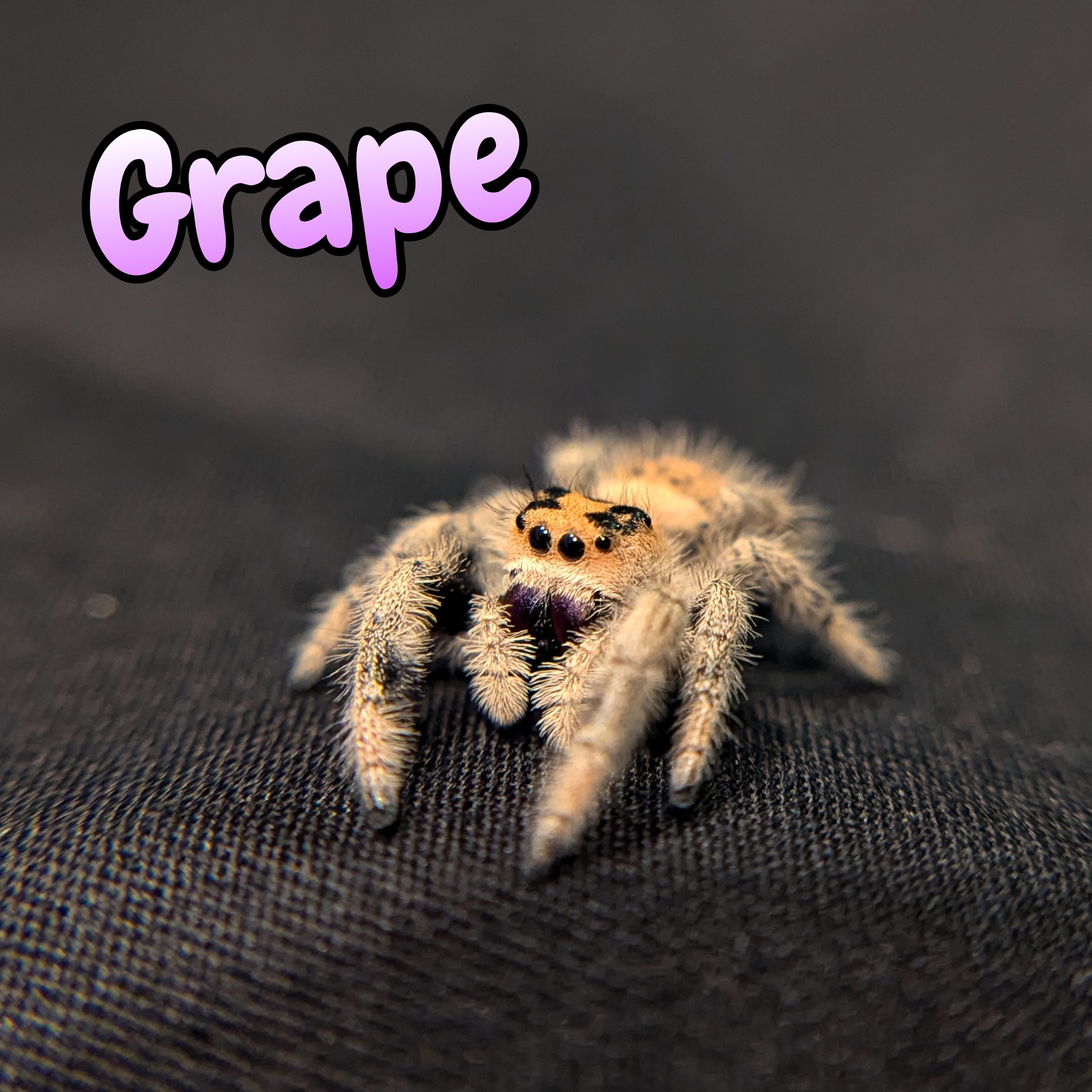 Regal Jumping Spider "Grape"