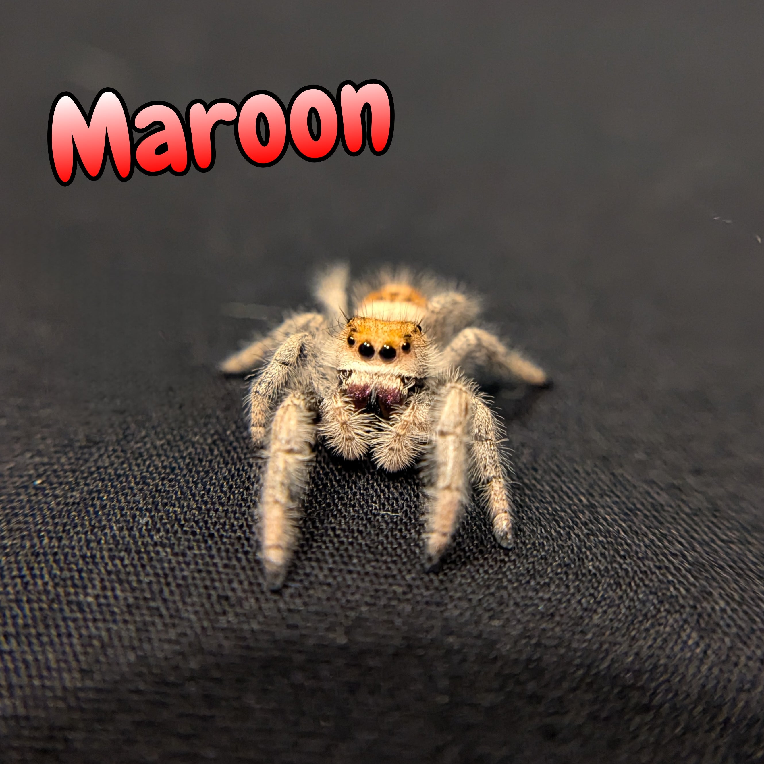 Regal Jumping Spider "Maroon"