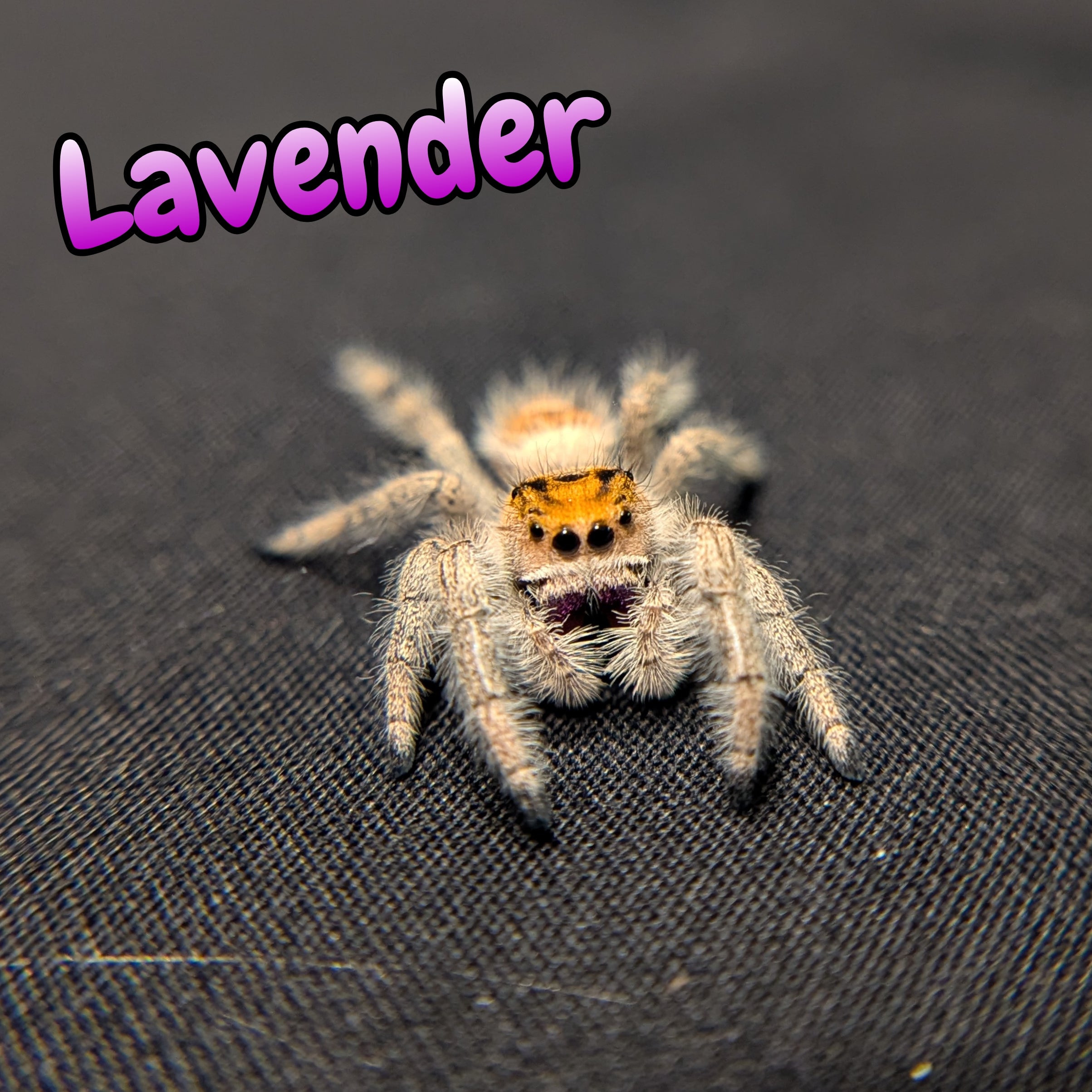 Regal Jumping Spider "Lavender"