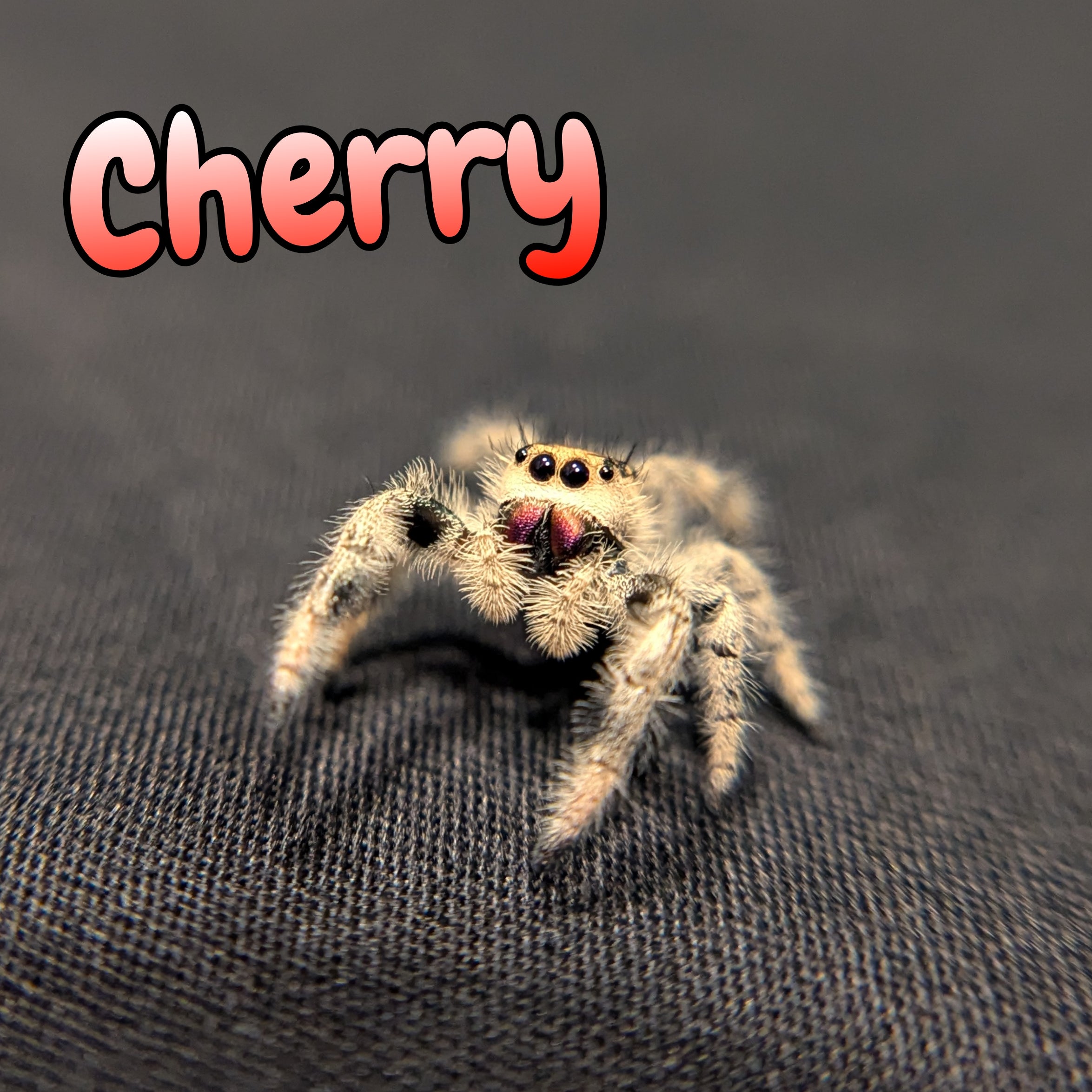 Regal Jumping Spider "Cherry"