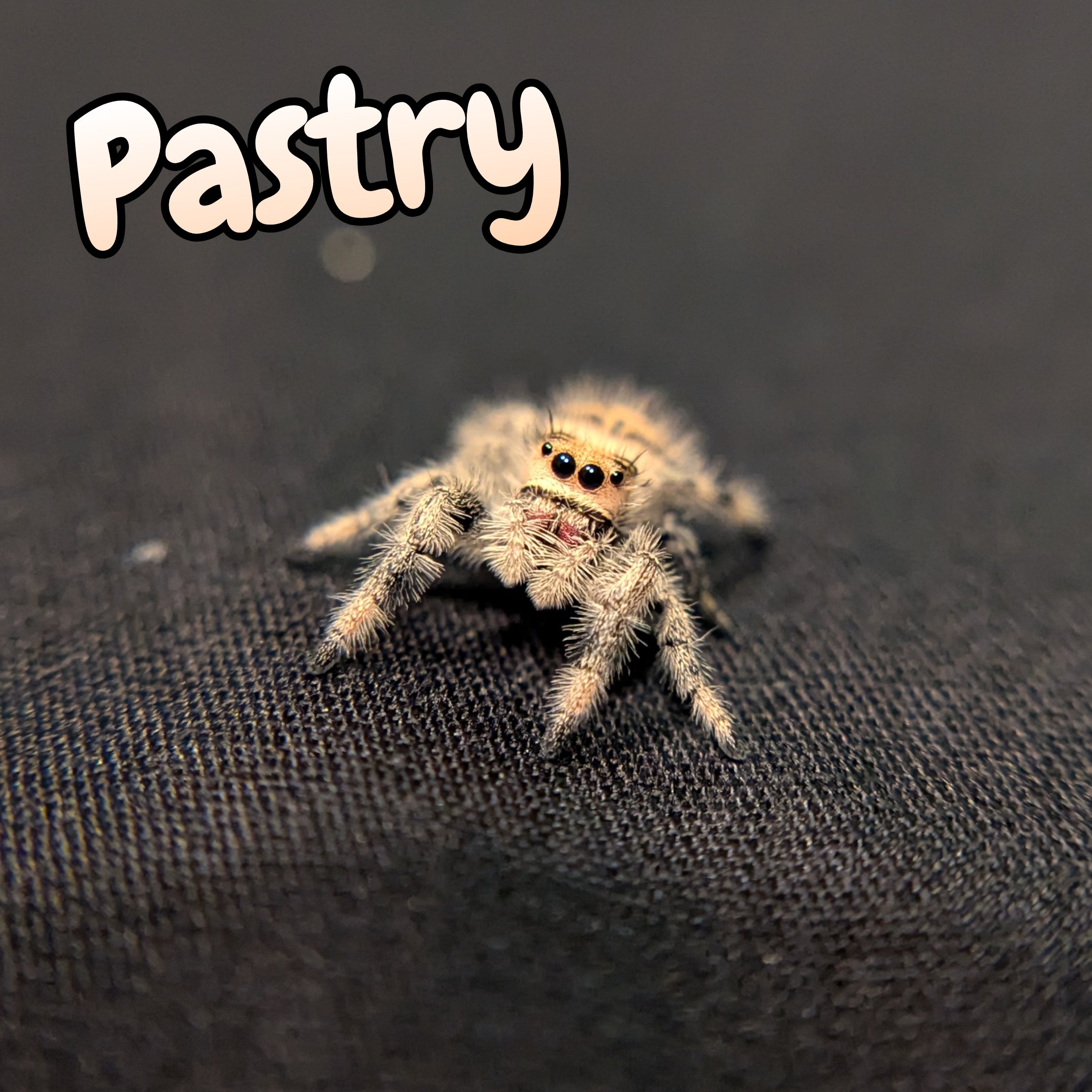 Regal Jumping Spider "Pastry"