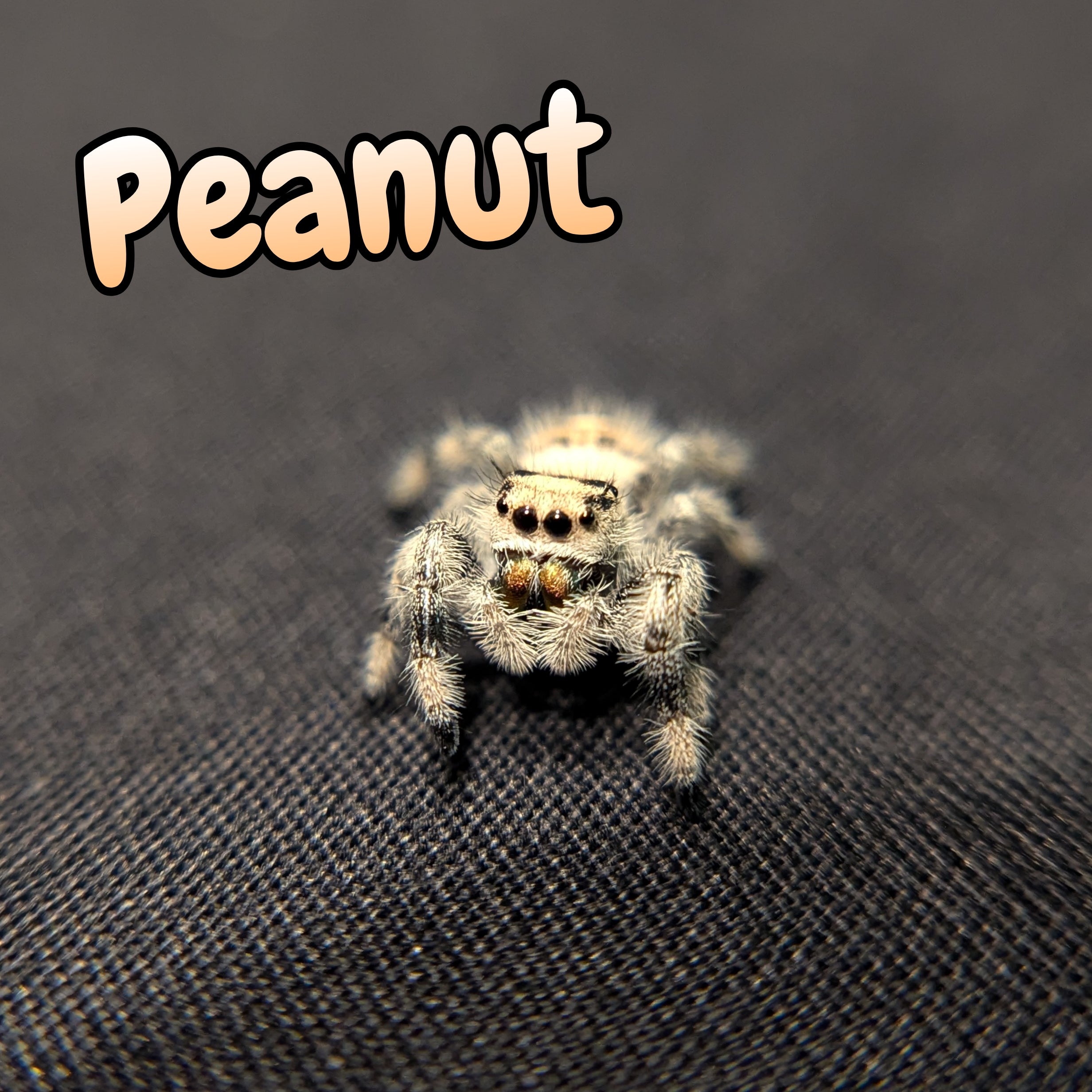 Regal Jumping Spider "Peanut"