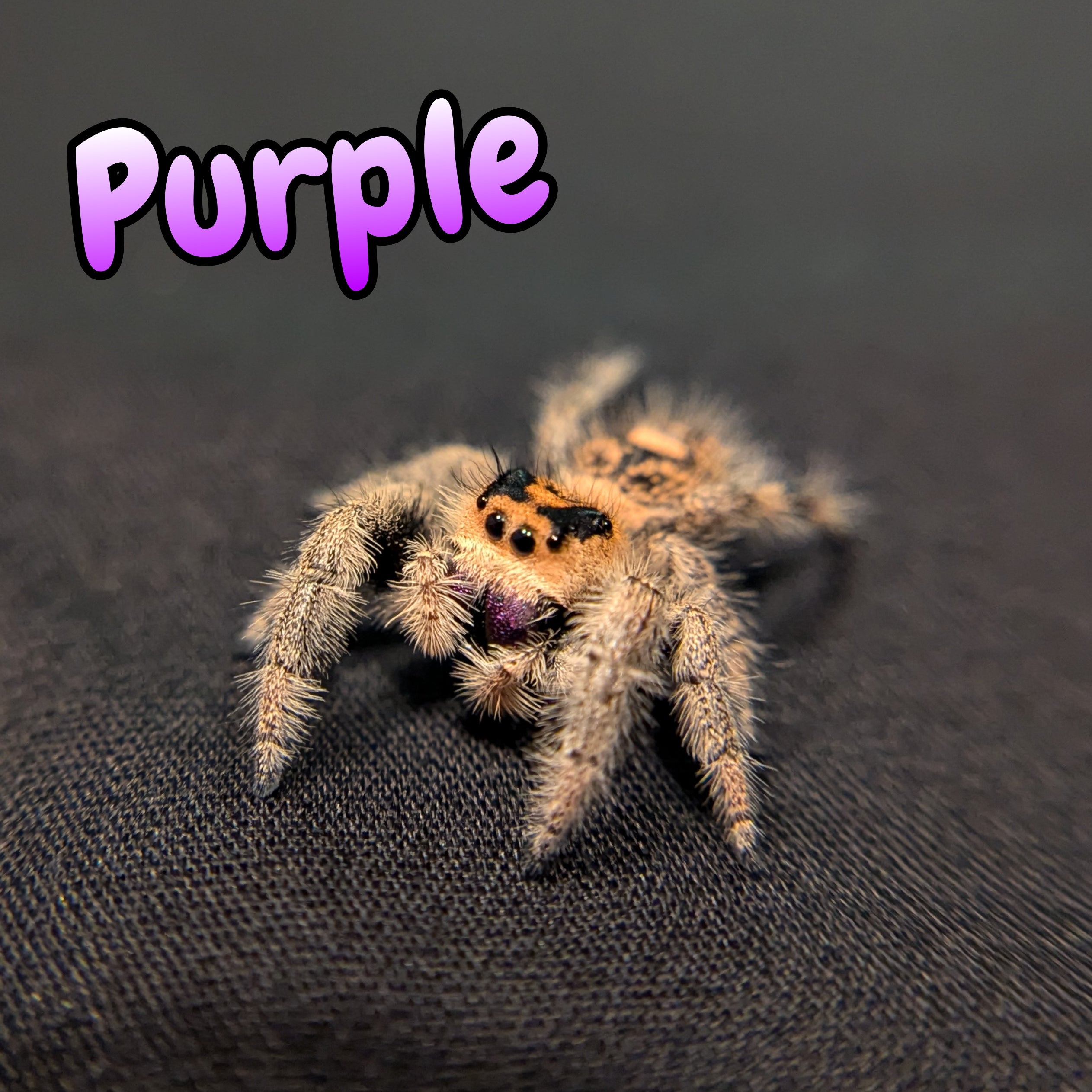 Regal Jumping Spider "Purple"