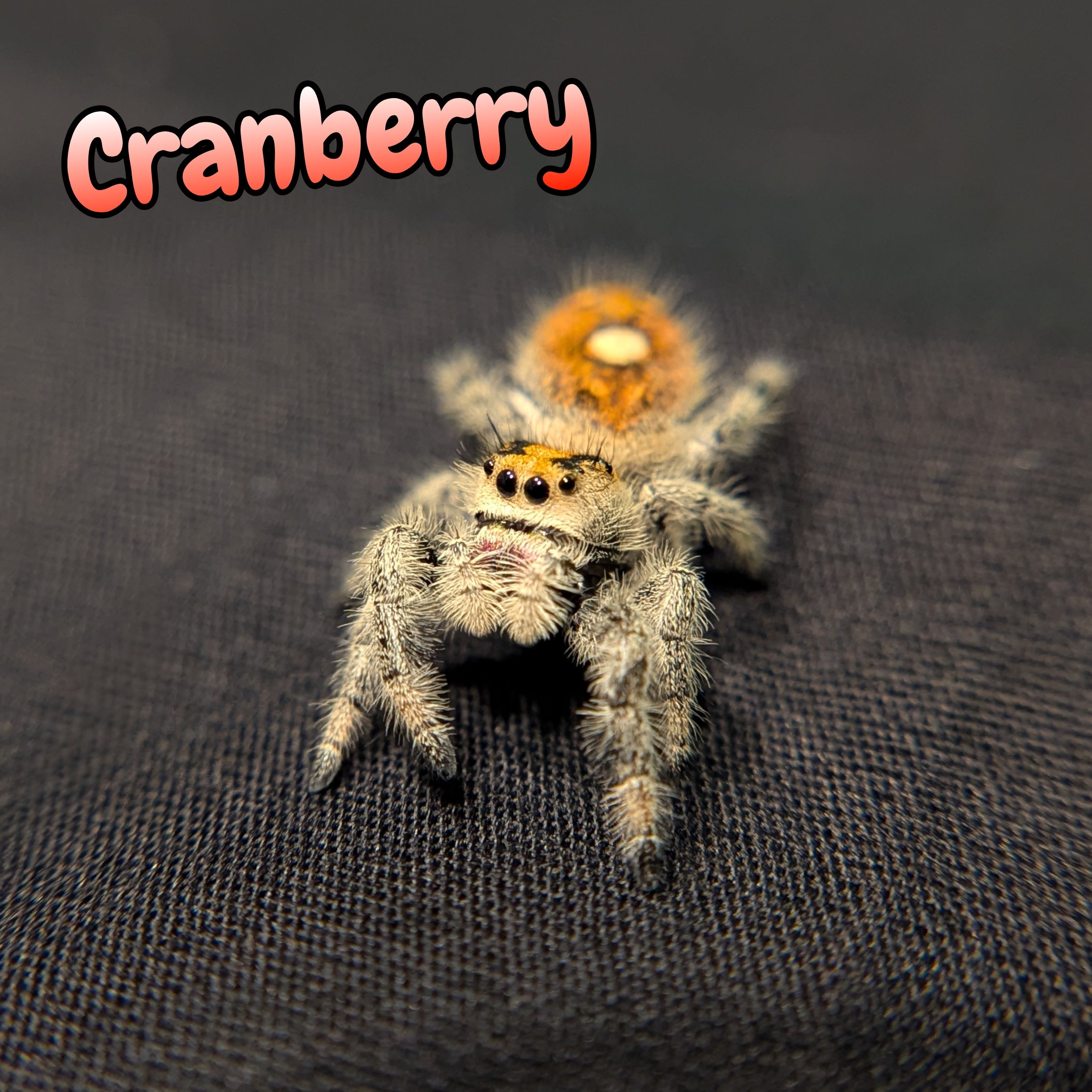 Regal Jumping Spider "Cranberry"