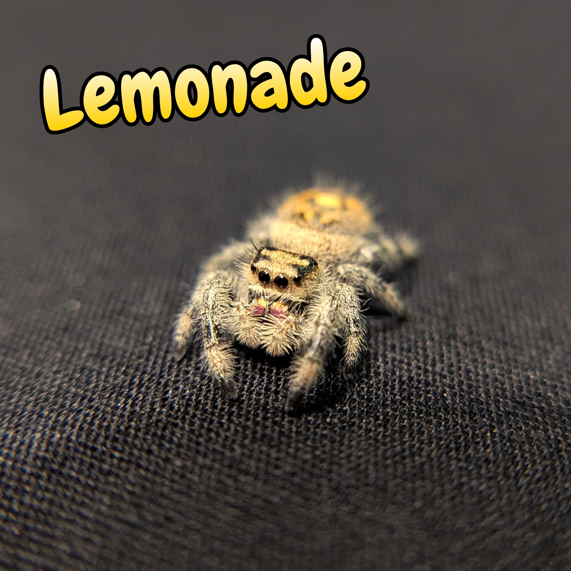 Regal Jumping Spider "Lemon"