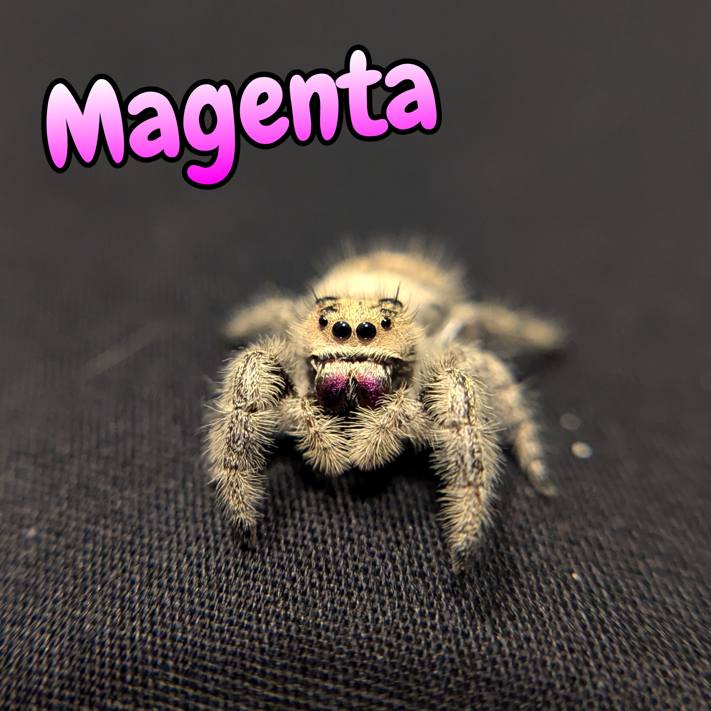 Regal Jumping Spider "Magenta"