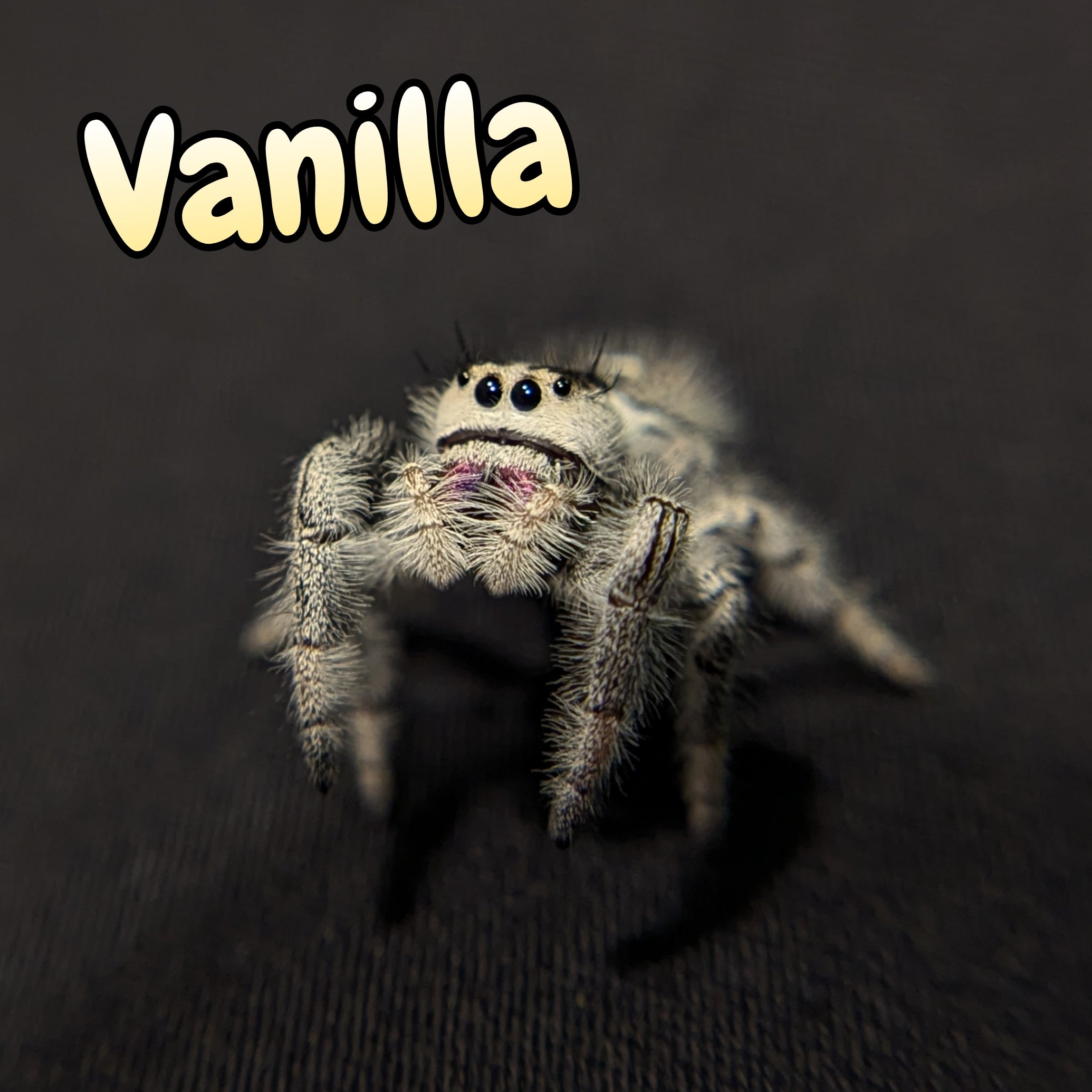 Regal Jumping Spider "Vanilla"