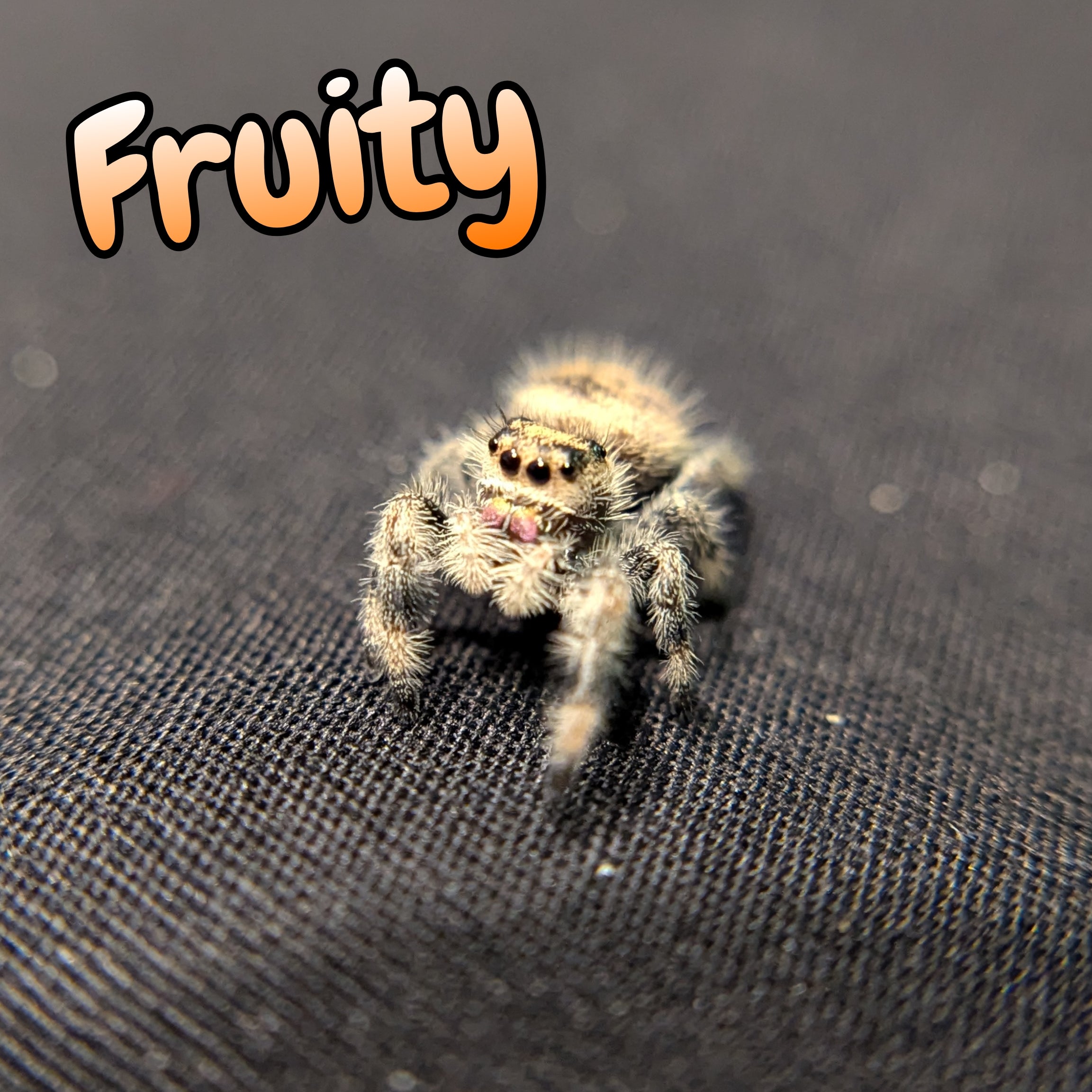 Regal Jumping Spider "Fruit"