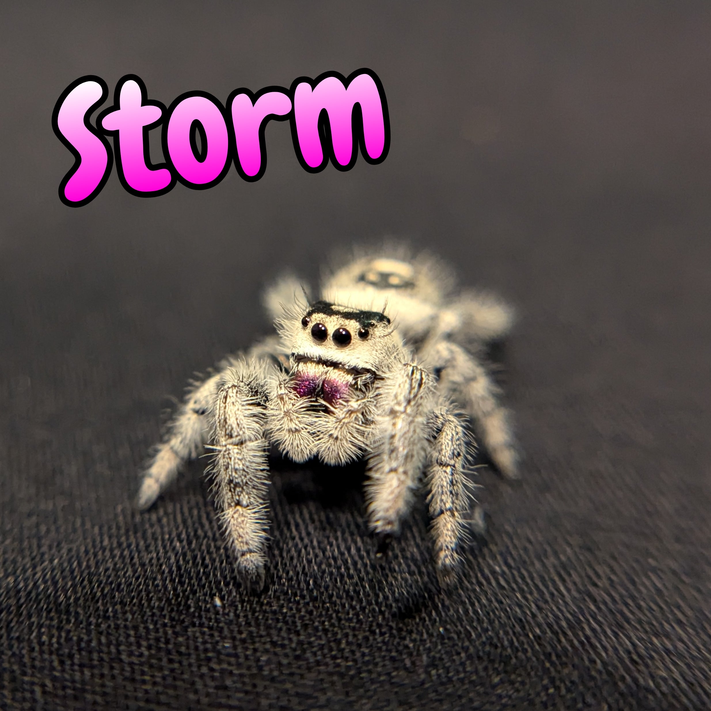 Regal Jumping Spider "Storm"