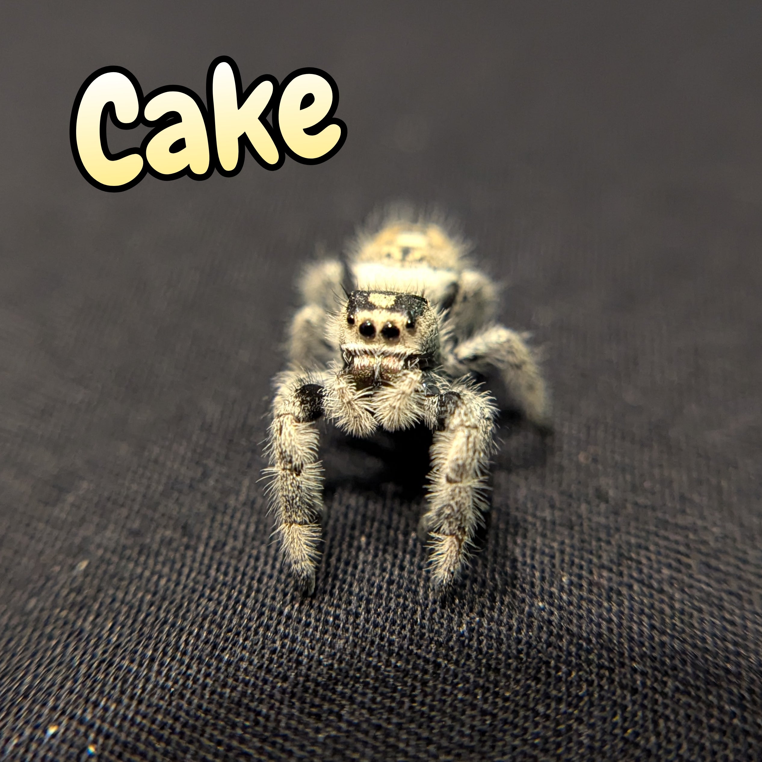 Regal Jumping Spider "Cake"