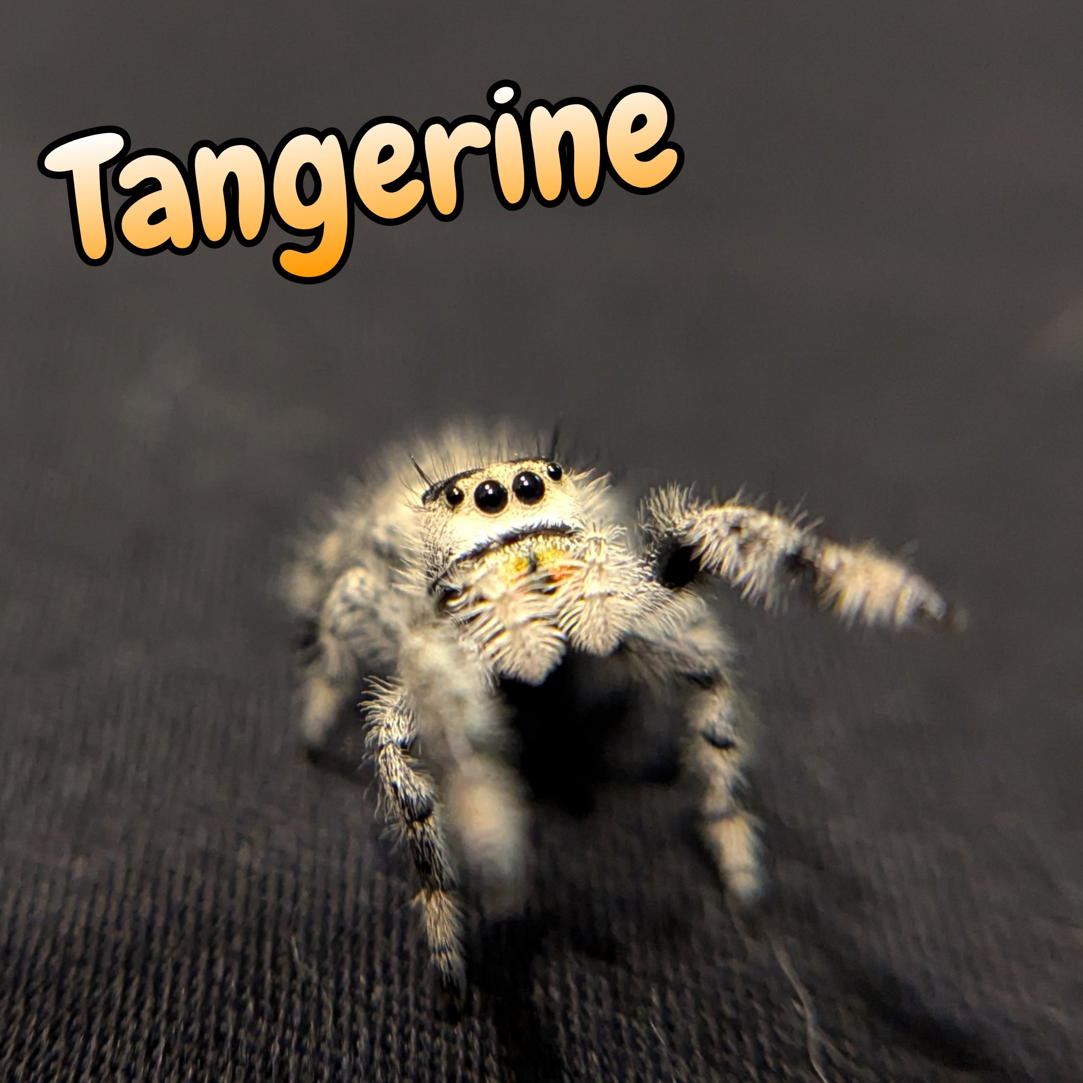 Regal Jumping Spider "Tangerine"