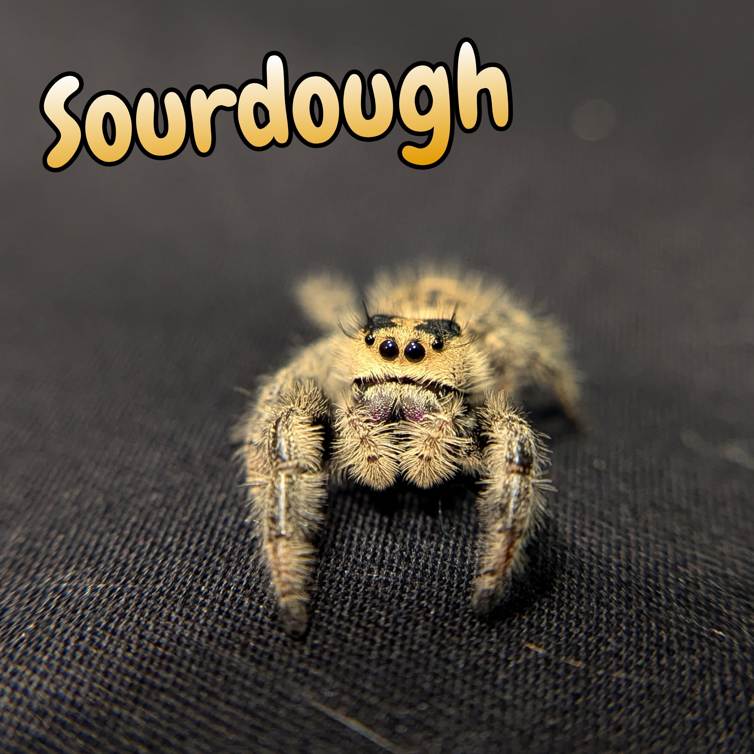 Regal Jumping Spider "Sourdough"