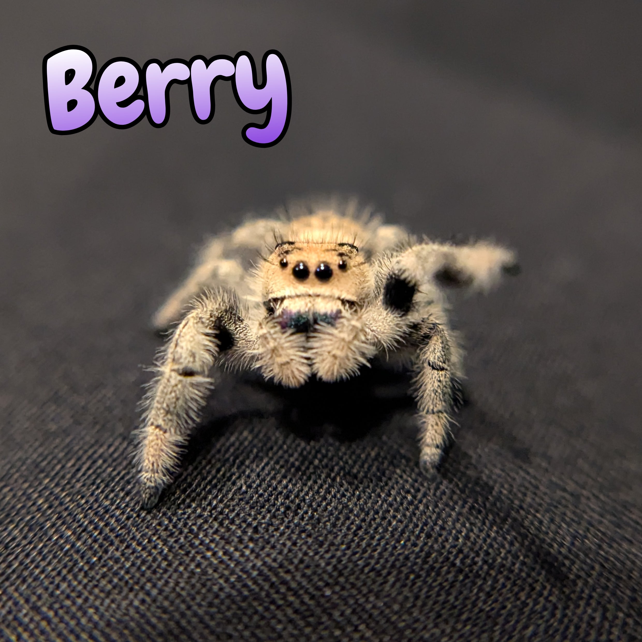 Regal Jumping Spider "Berry"