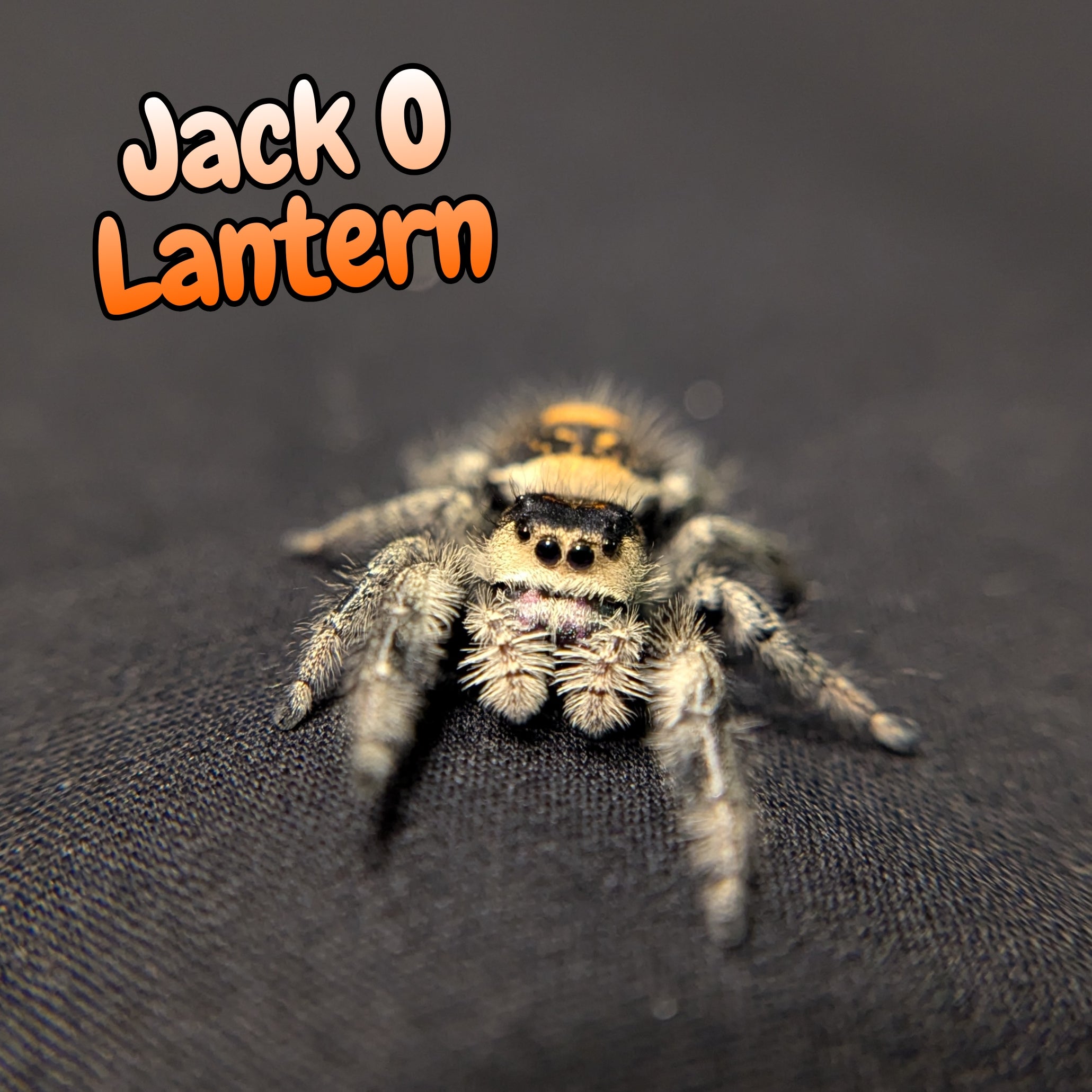 Regal Jumping Spider "Jack O' Lantern"