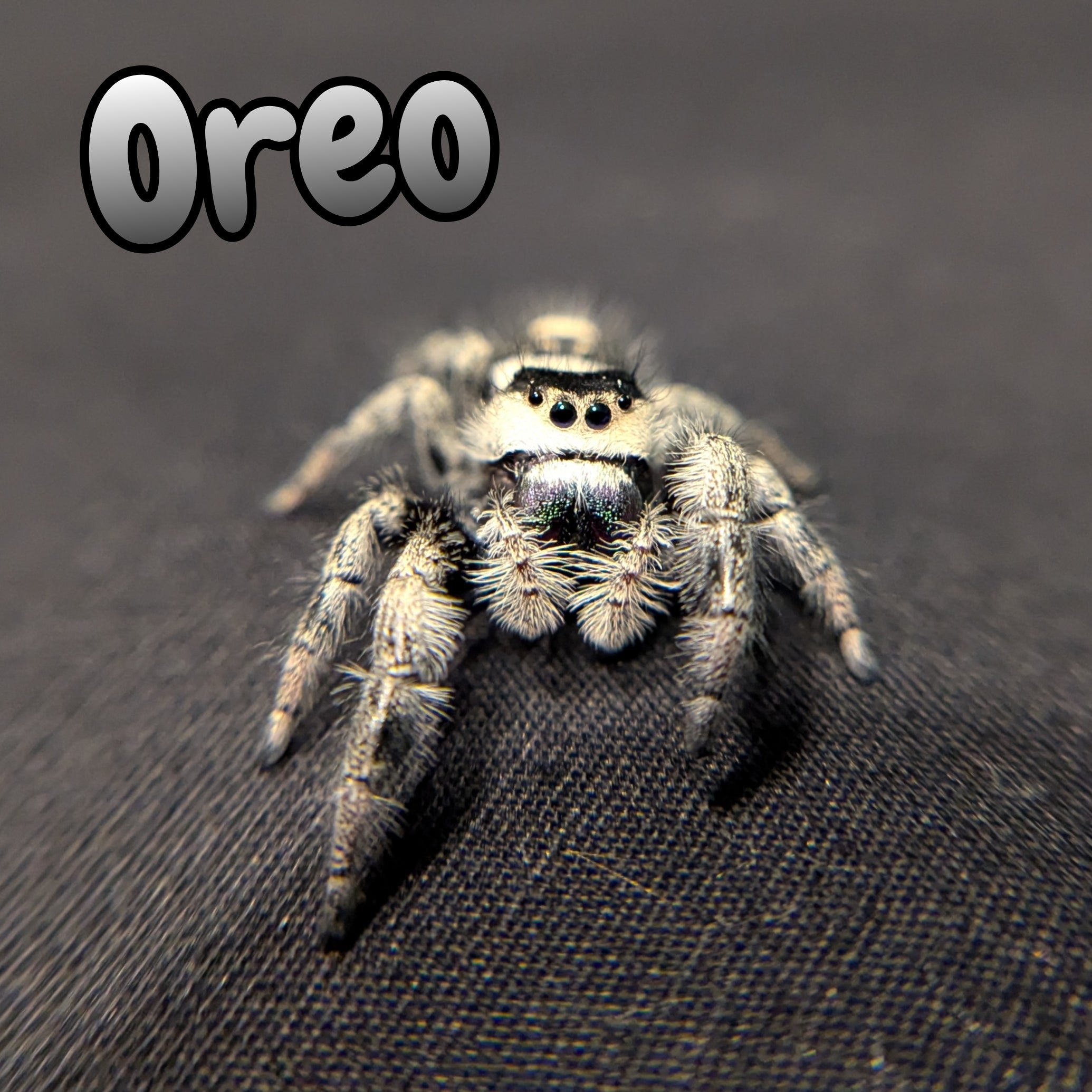 Apalachicola Regal Jumping Spider "Oreo"