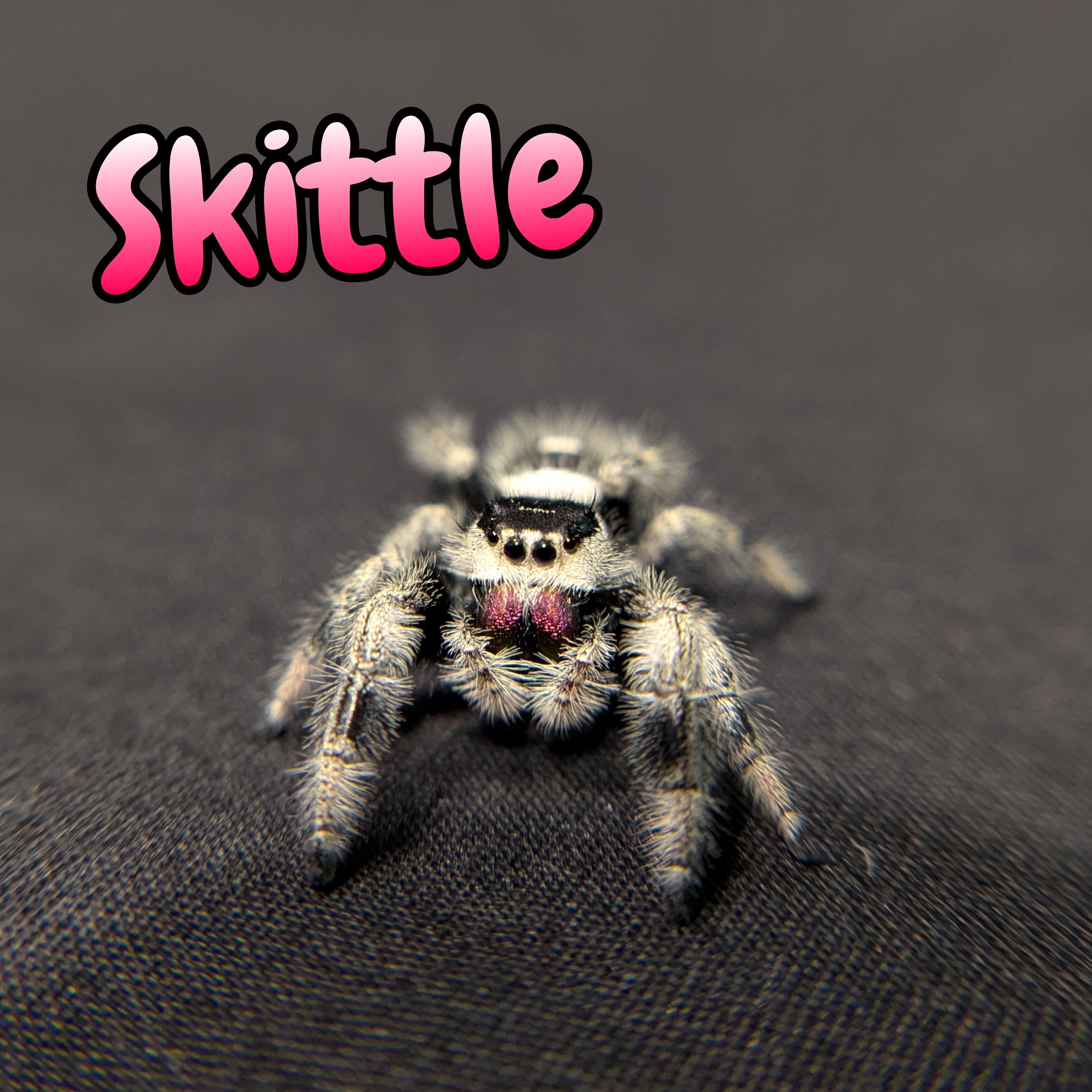 Regal Jumping Spider "Skittles" (Dark Phase)