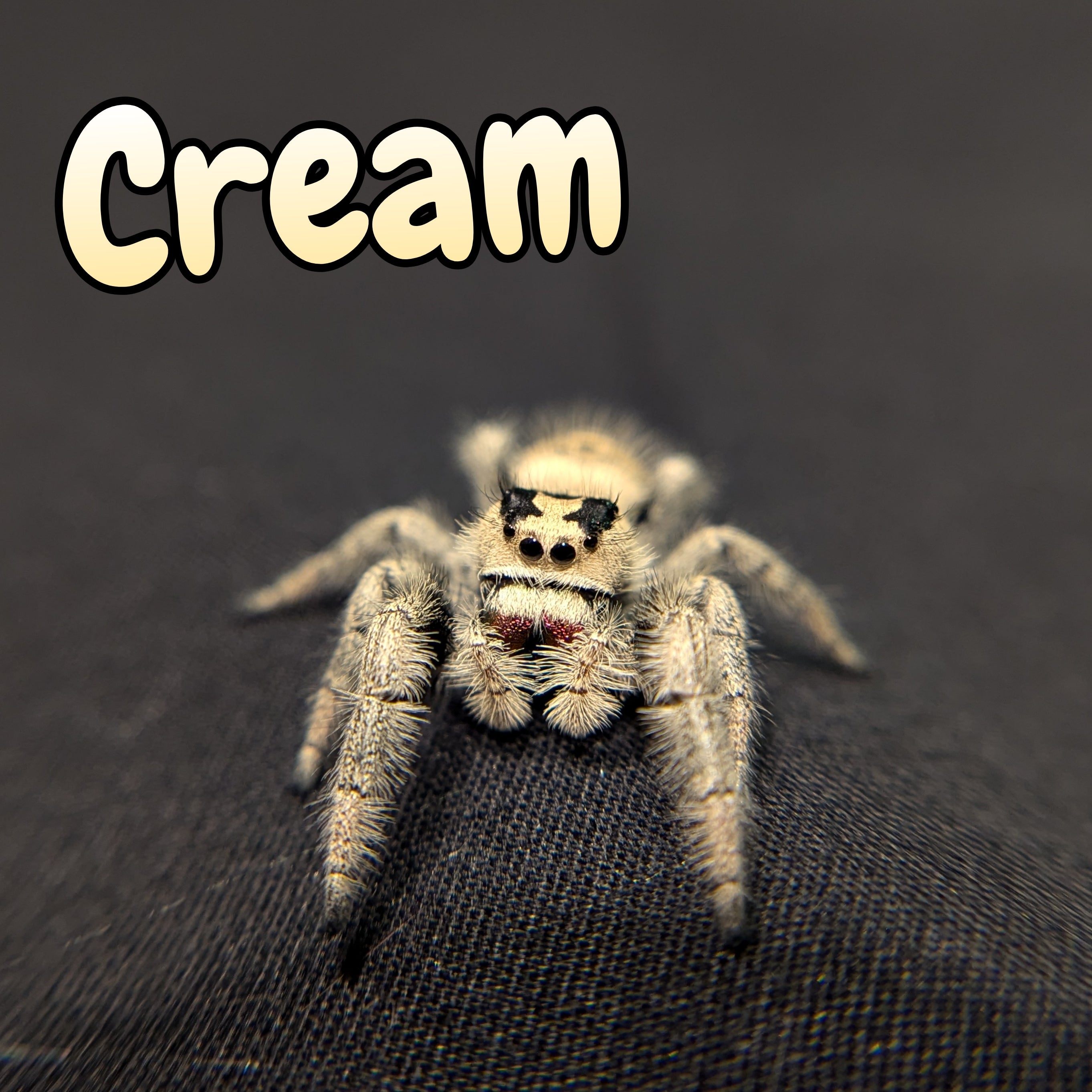 Regal Jumping Spider "Cream"