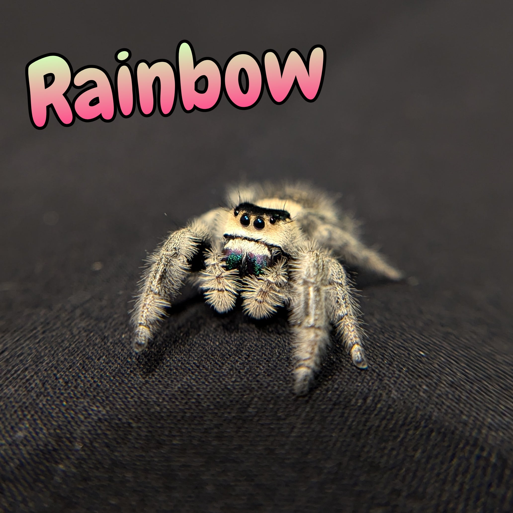 Regal Jumping Spider "Rainbow"