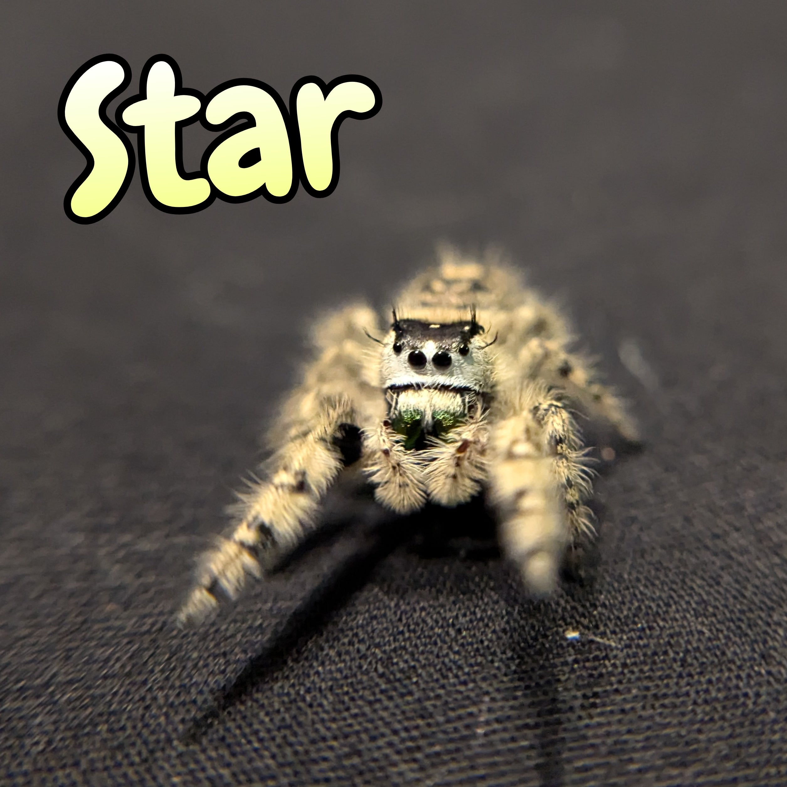 Otiosus Jumping Spider "Star"