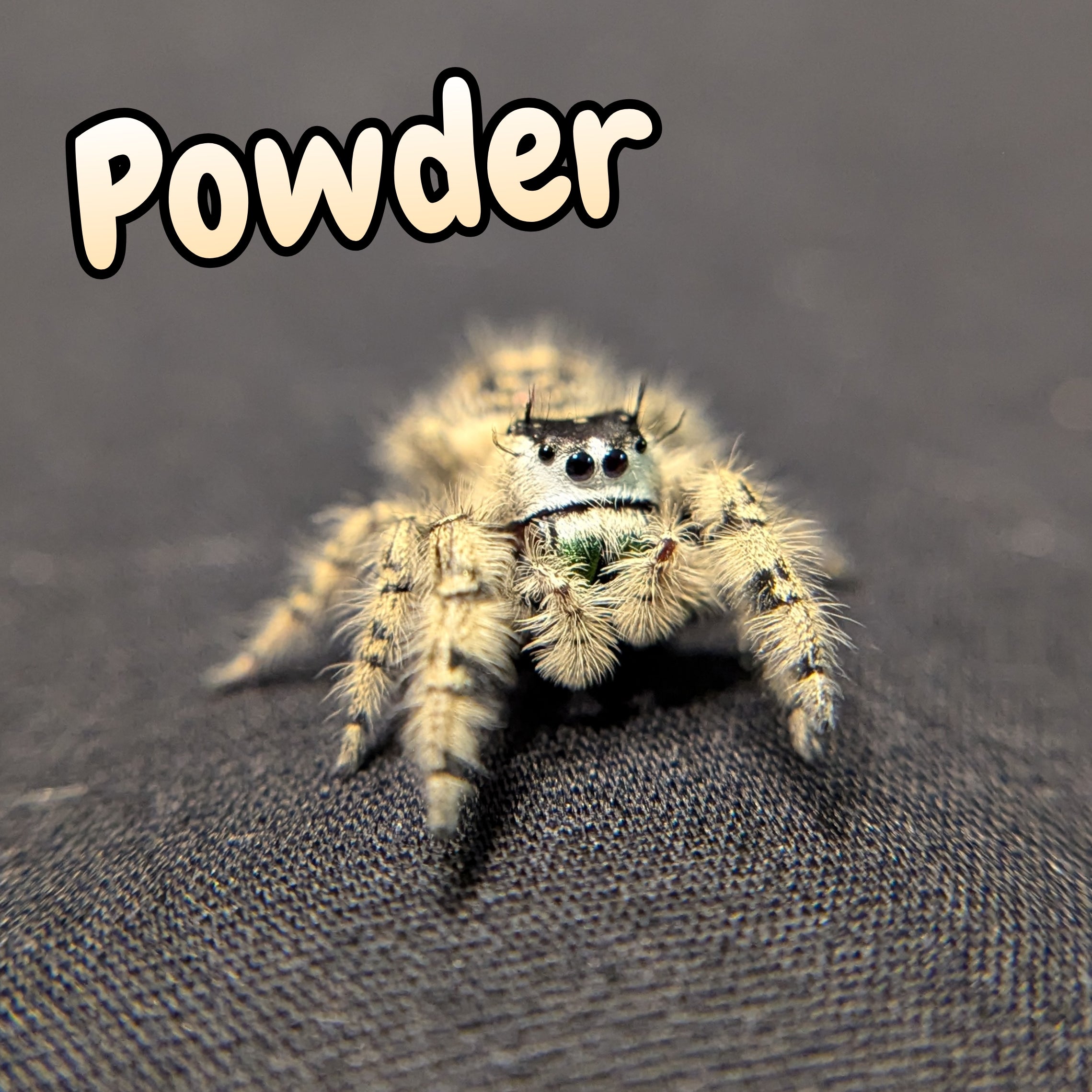 Otiosus Jumping Spider "Powder"