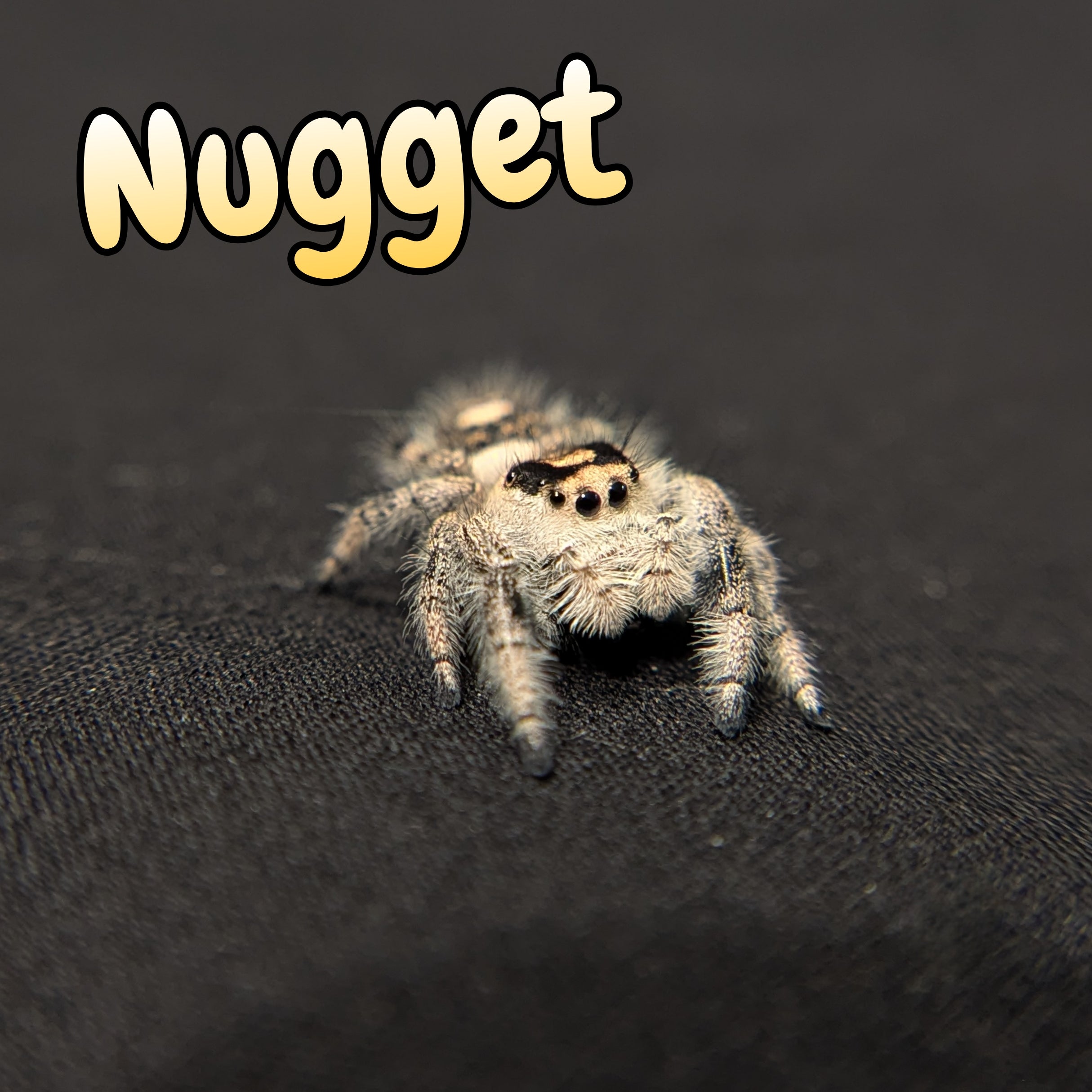 Regal Jumping Spider "Nugget"