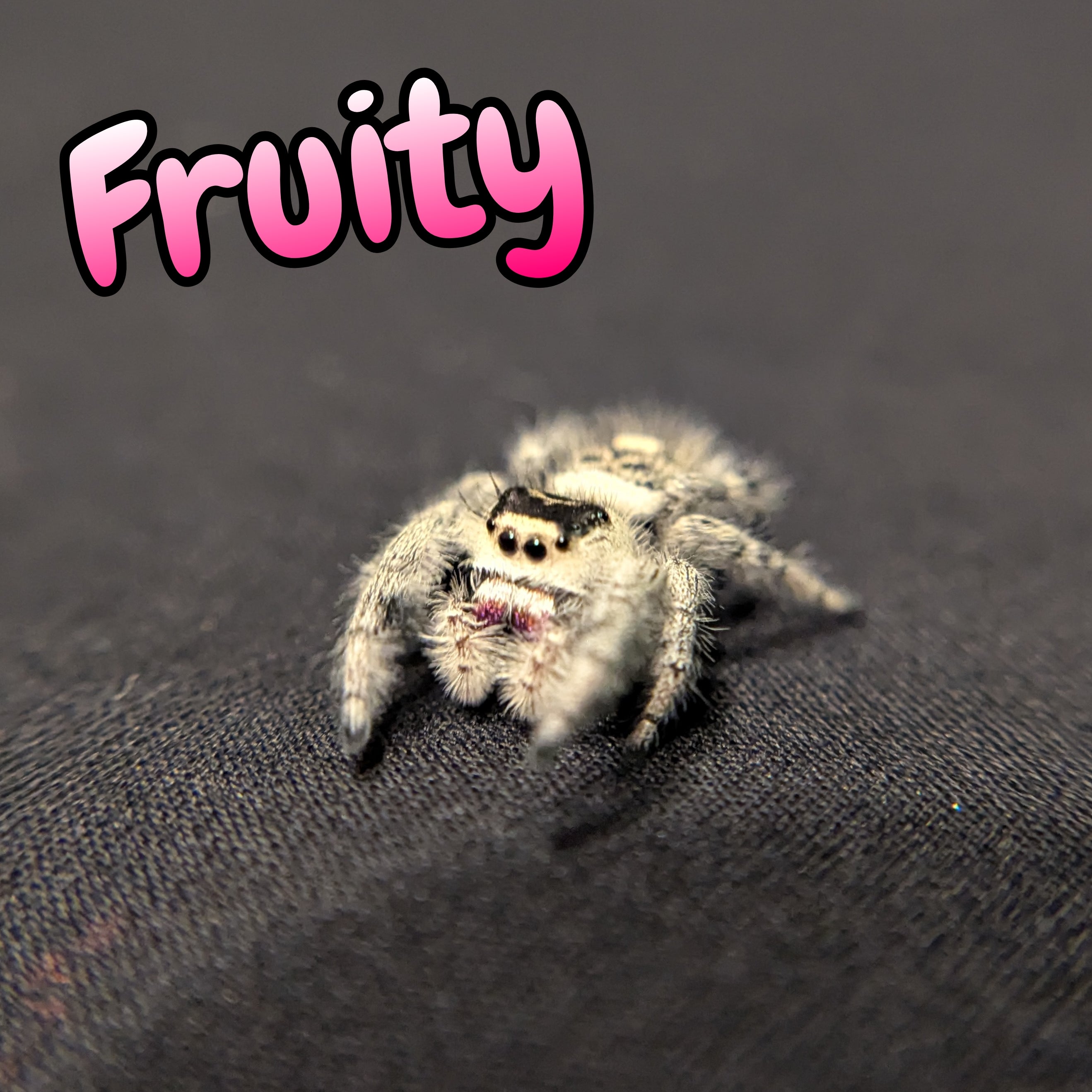 Regal Jumping Spider "Fruity"