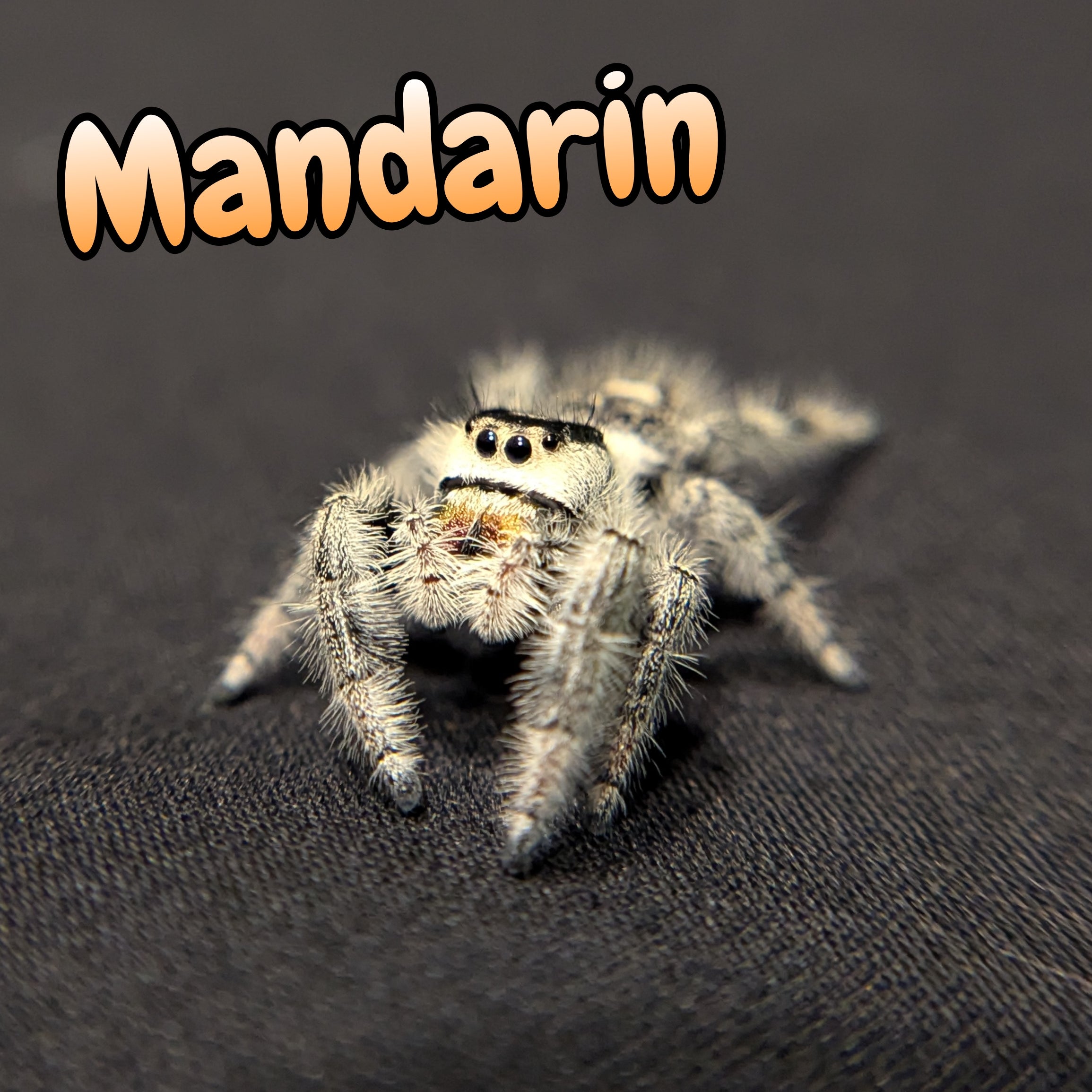 Regal Jumping Spider "Mandarin"