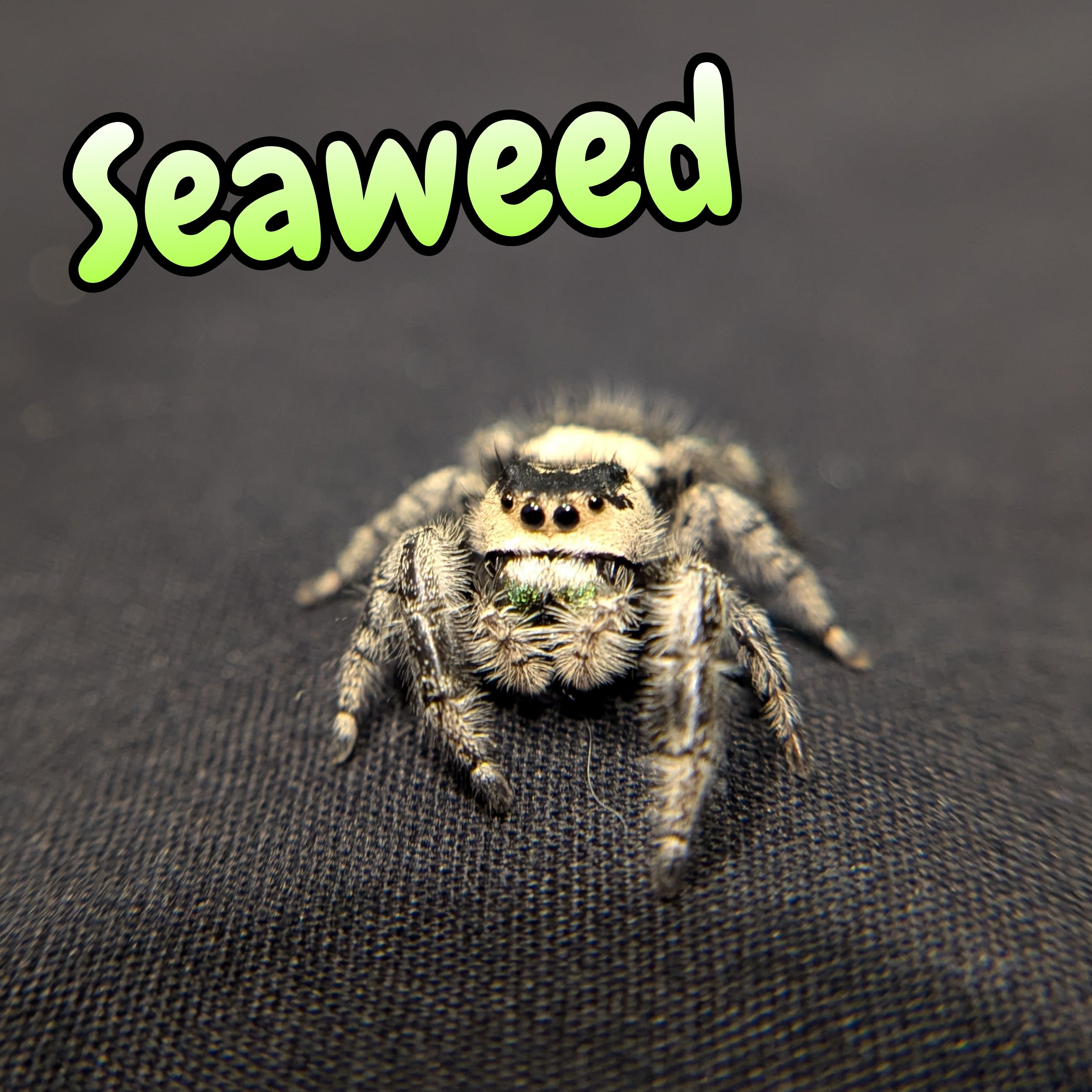 Regal Jumping Spider "Seaweed"