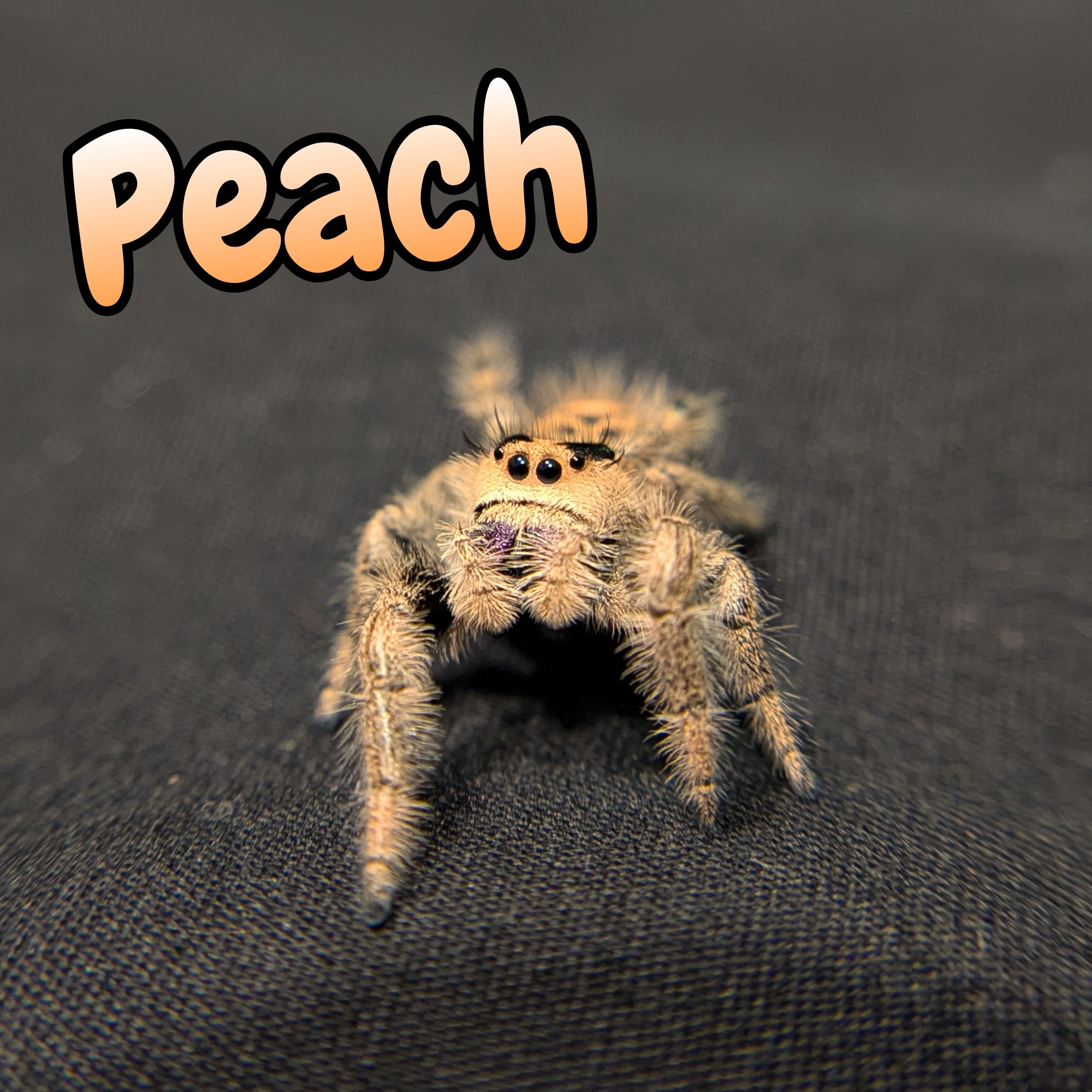 Regal Jumping Spider "Peach"