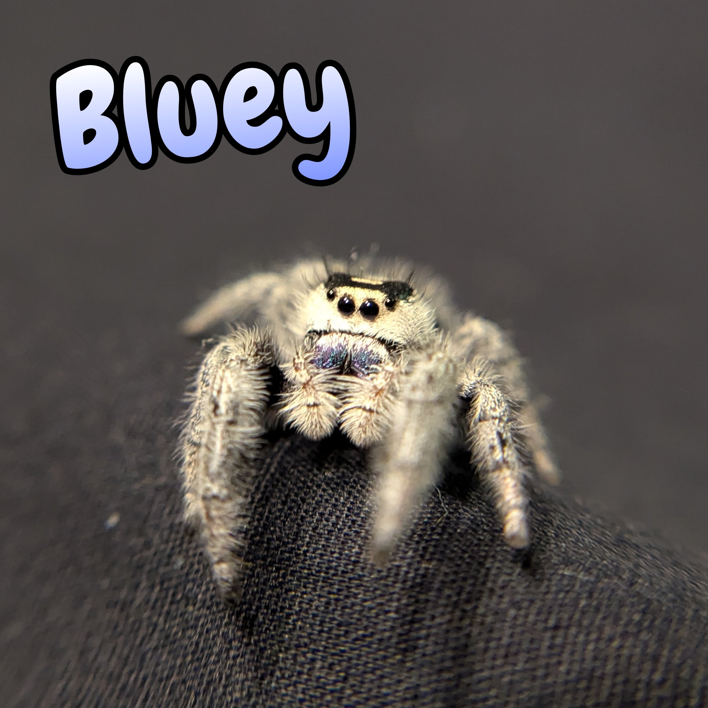 Regal Jumping Spider "Bluey"