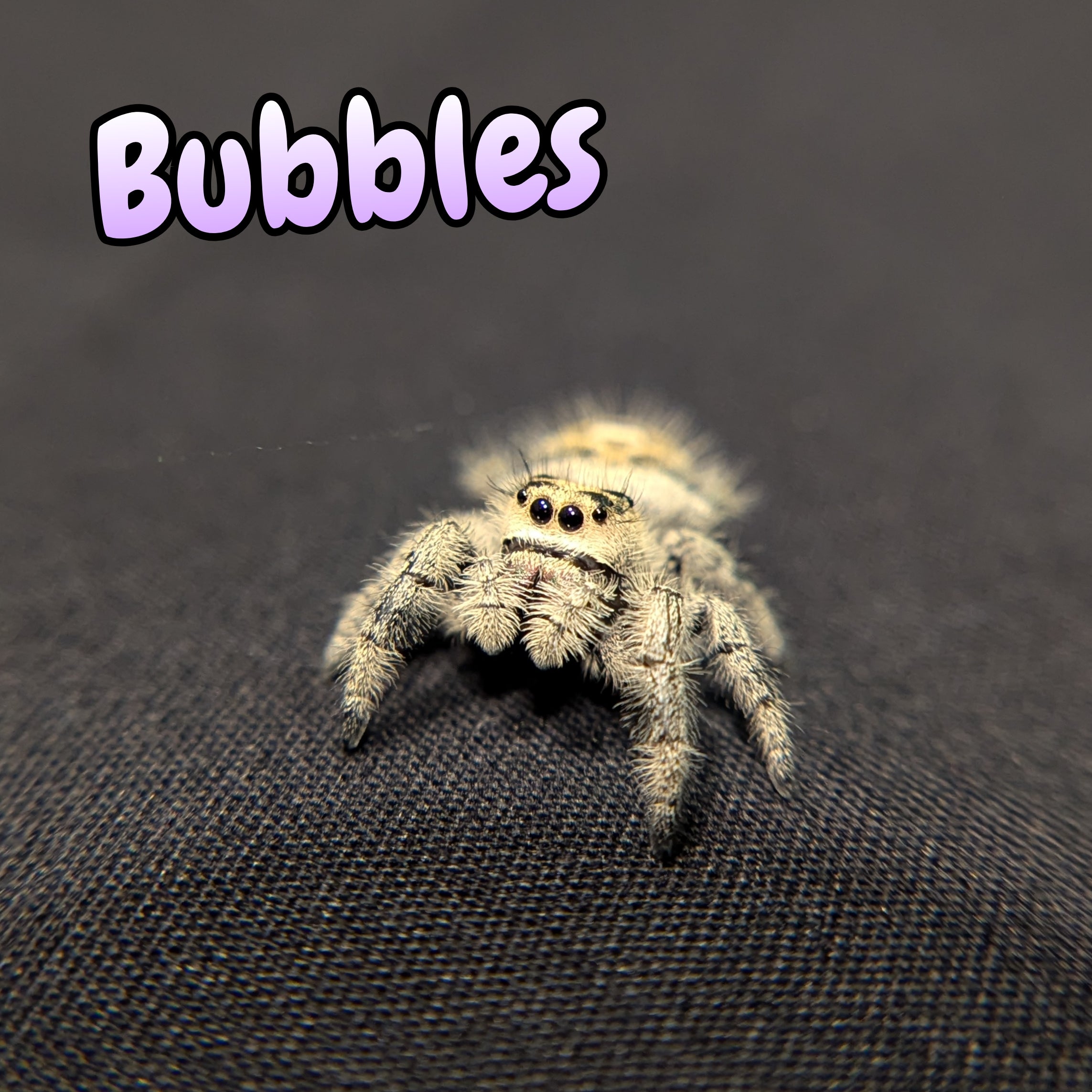 Regal Jumping Spider "Bubbles"