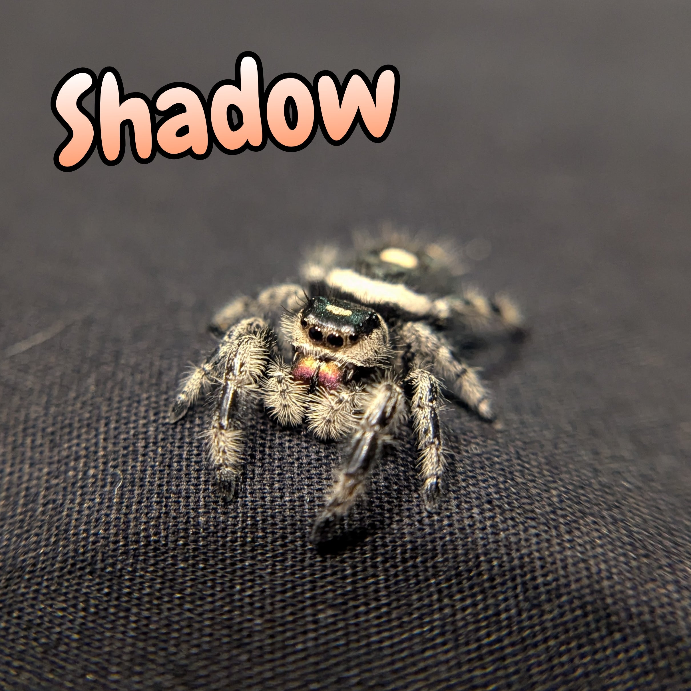 Dark Phase Regal Jumping Spider "Shadow" (Dark Phase)