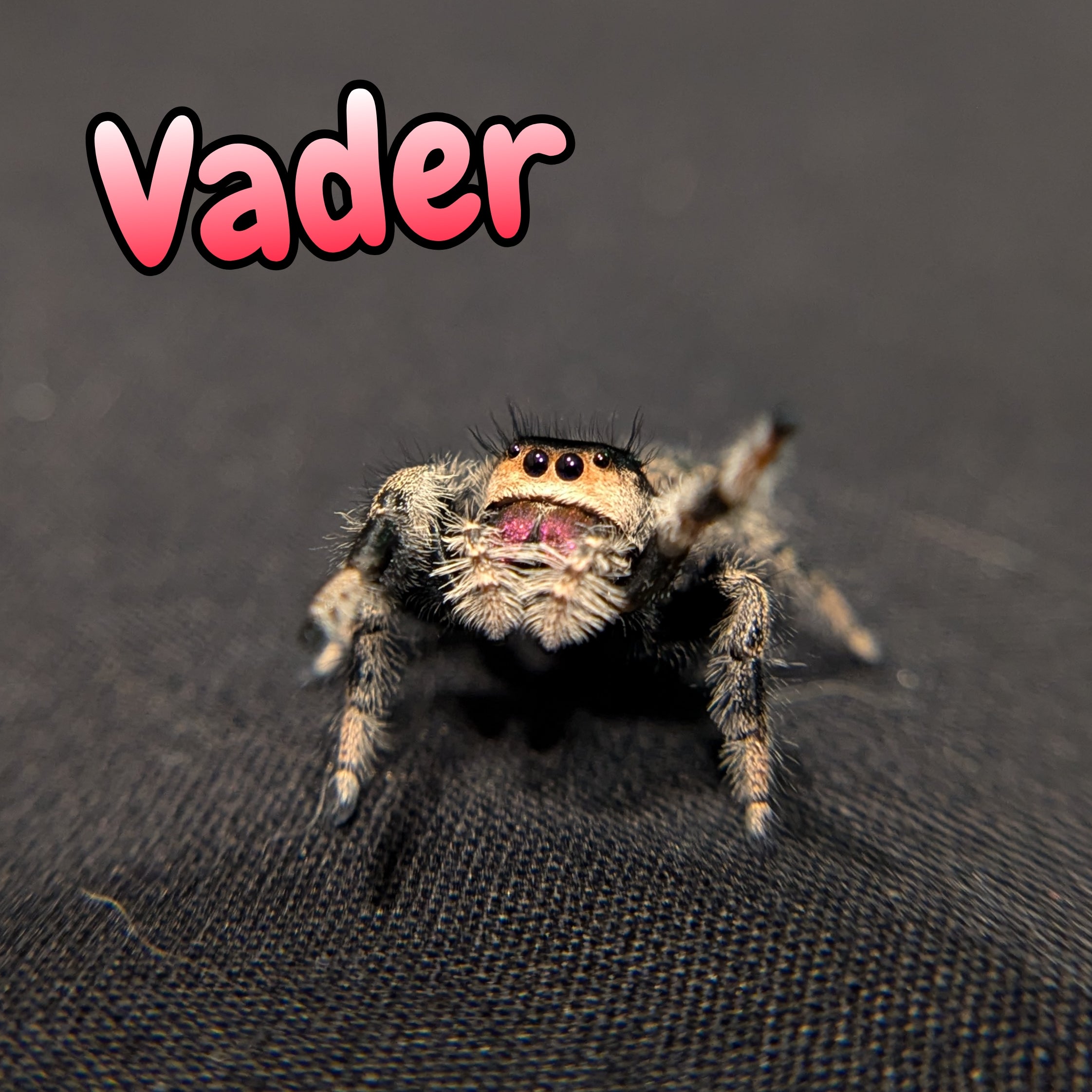 Regal Jumping Spider "Vader"