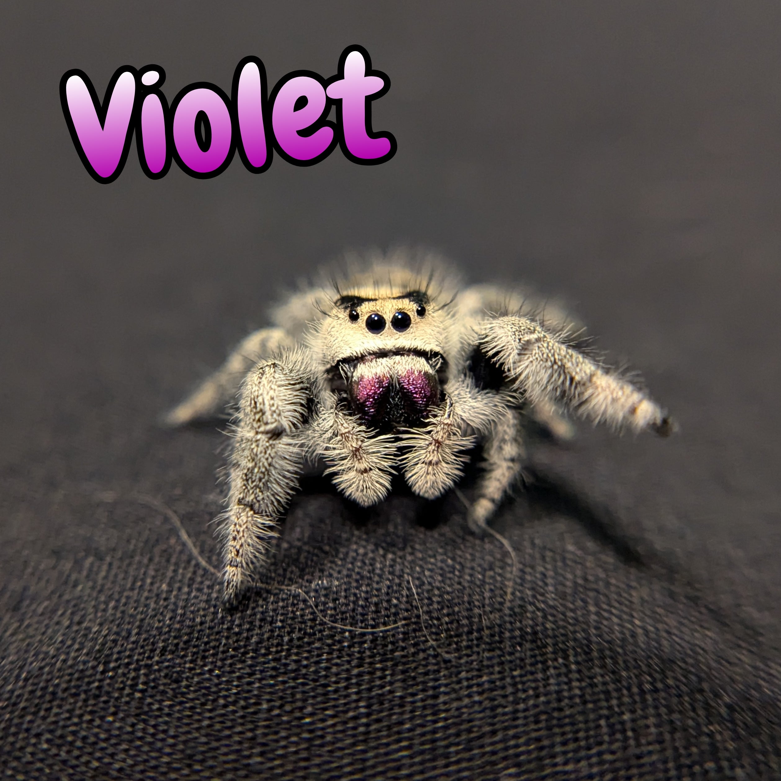 Regal Jumping Spider "Violet"