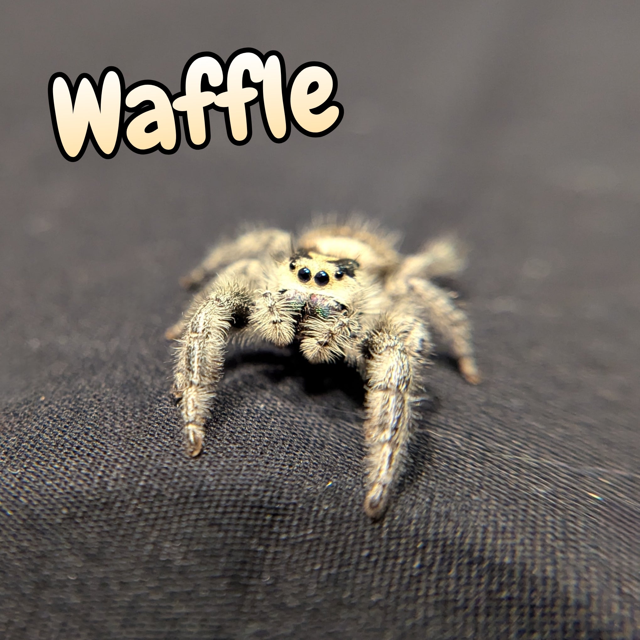 Regal Jumping Spider "Waffle"