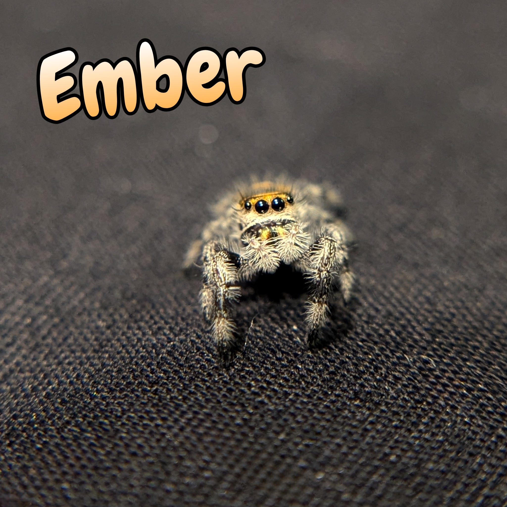 Regal Jumping Spider "Ember"