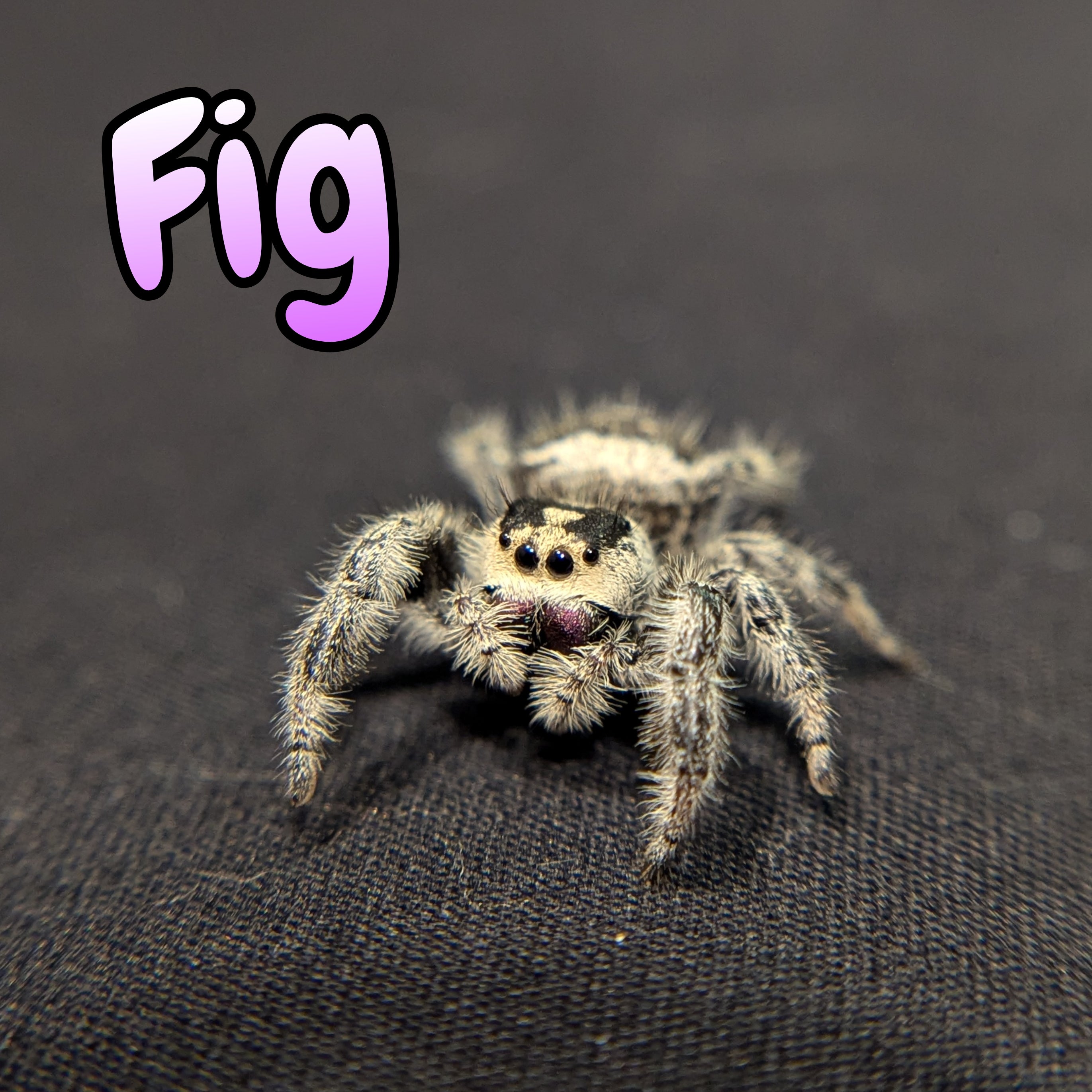 Regal Jumping Spider "Fig"