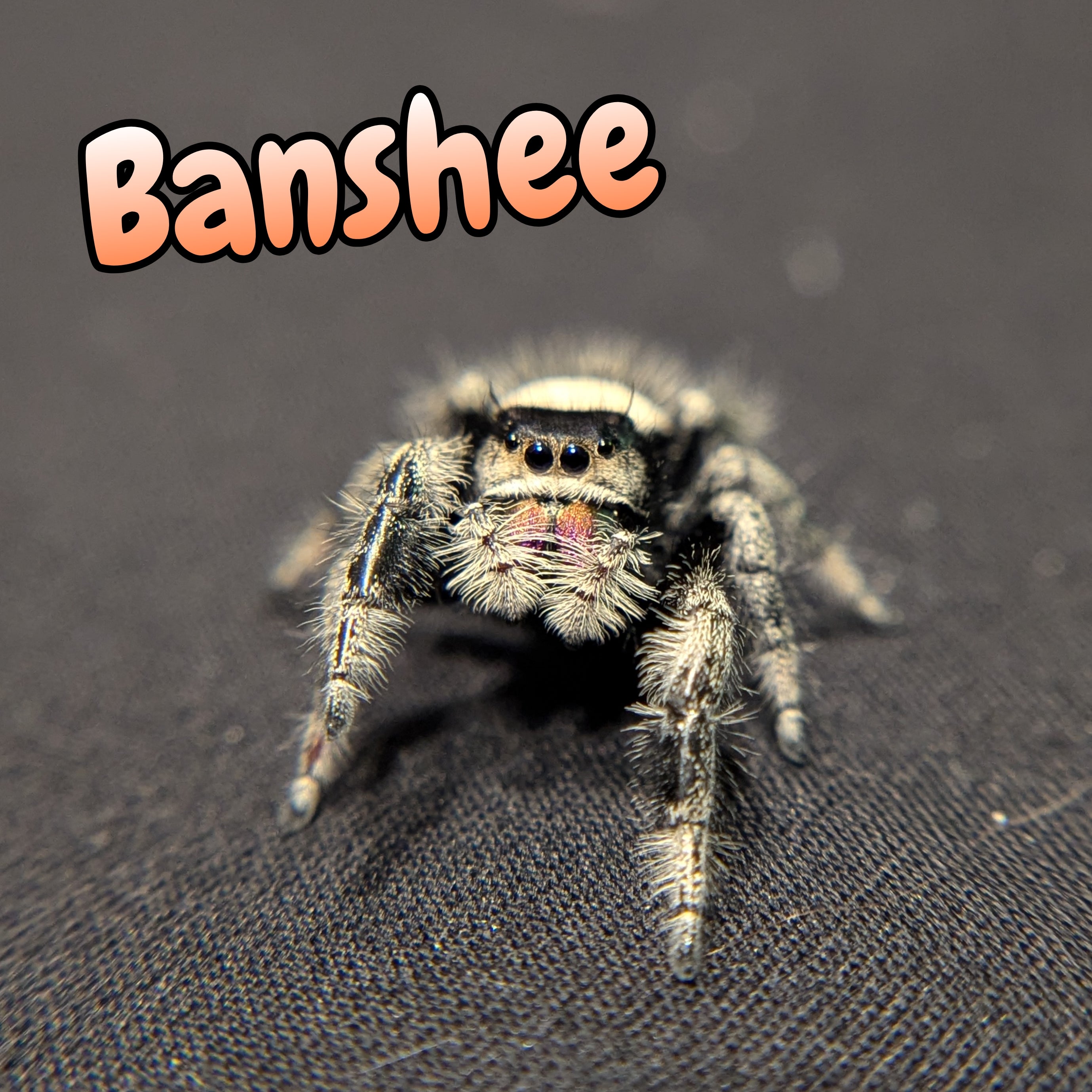 Regal Jumping Spider "Banshee"