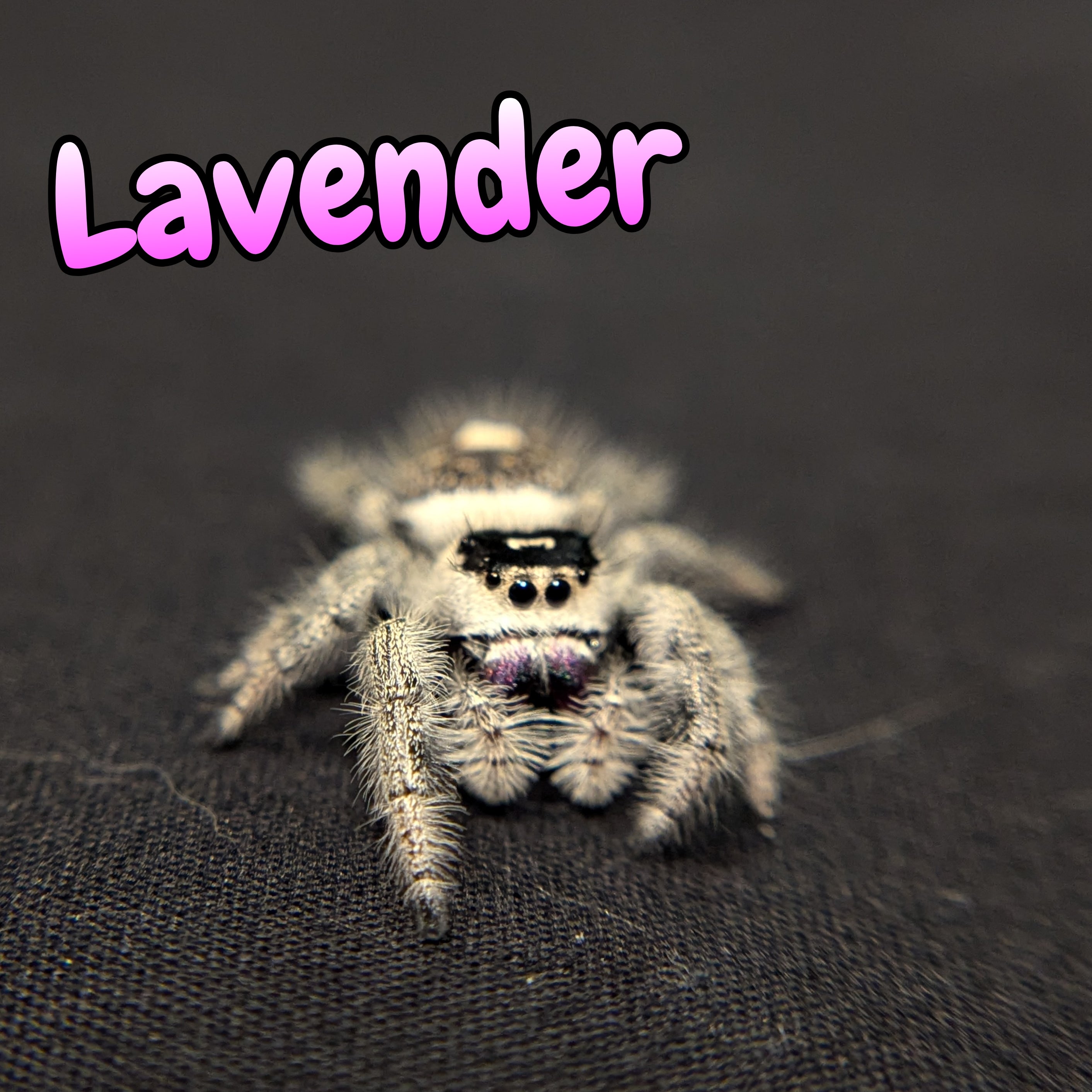 Regal Jumping Spider "Lavender"