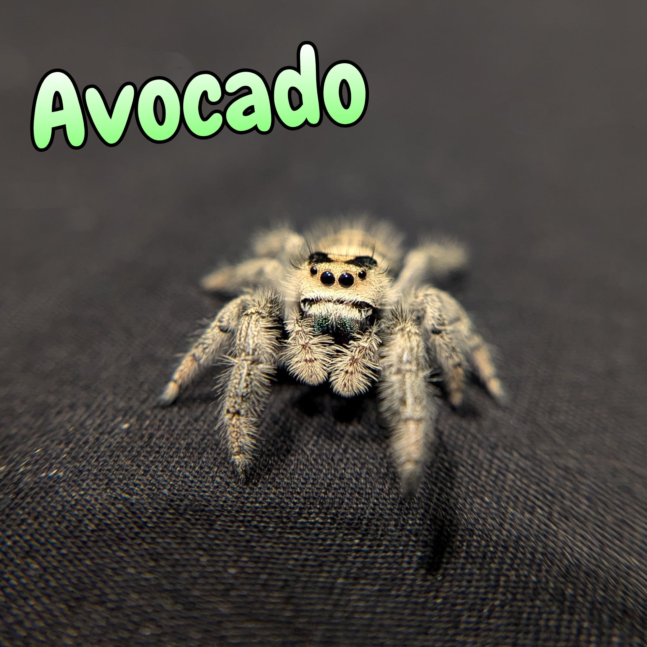 Regal Jumping Spider "Avocado"