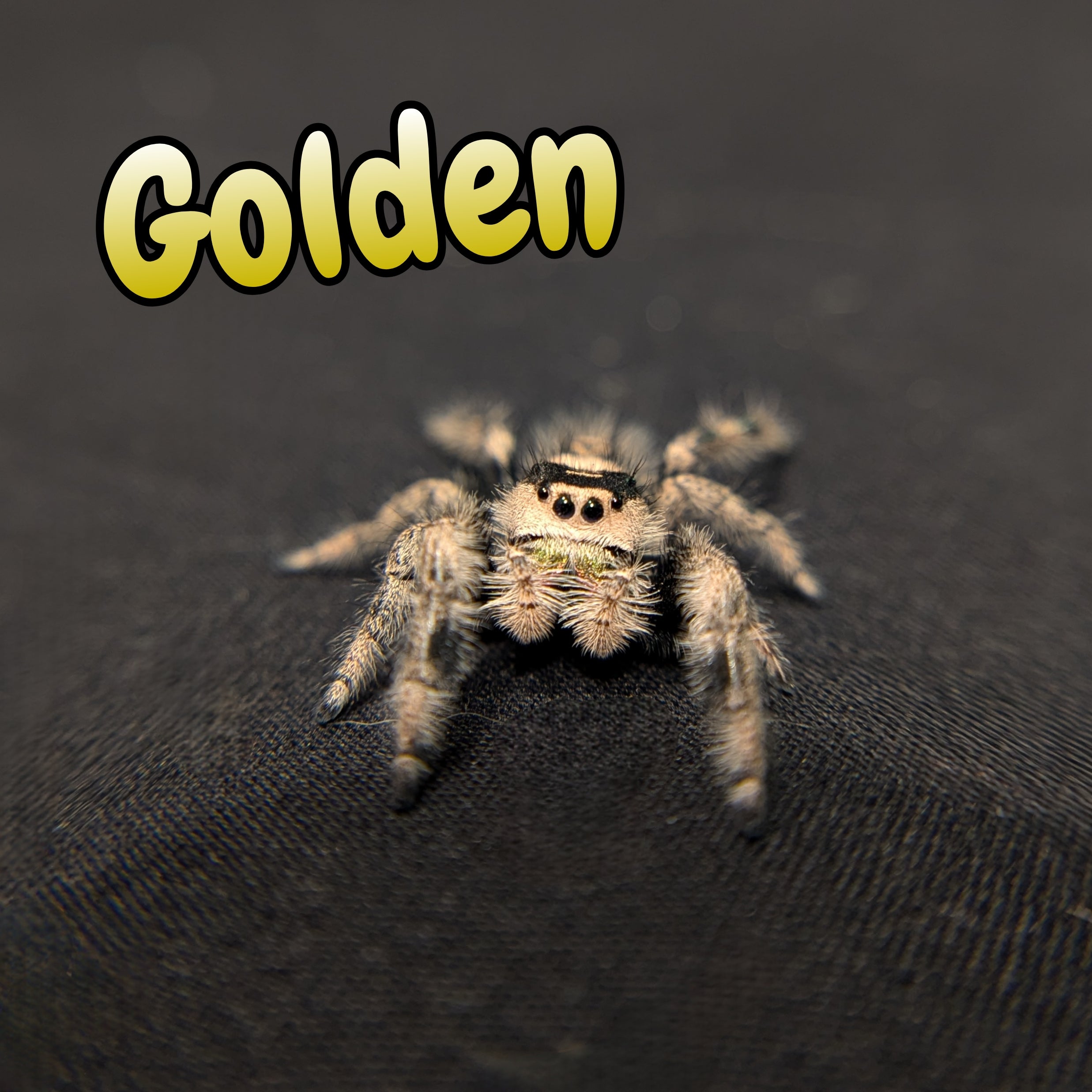 Regal Jumping Spider "Golden"