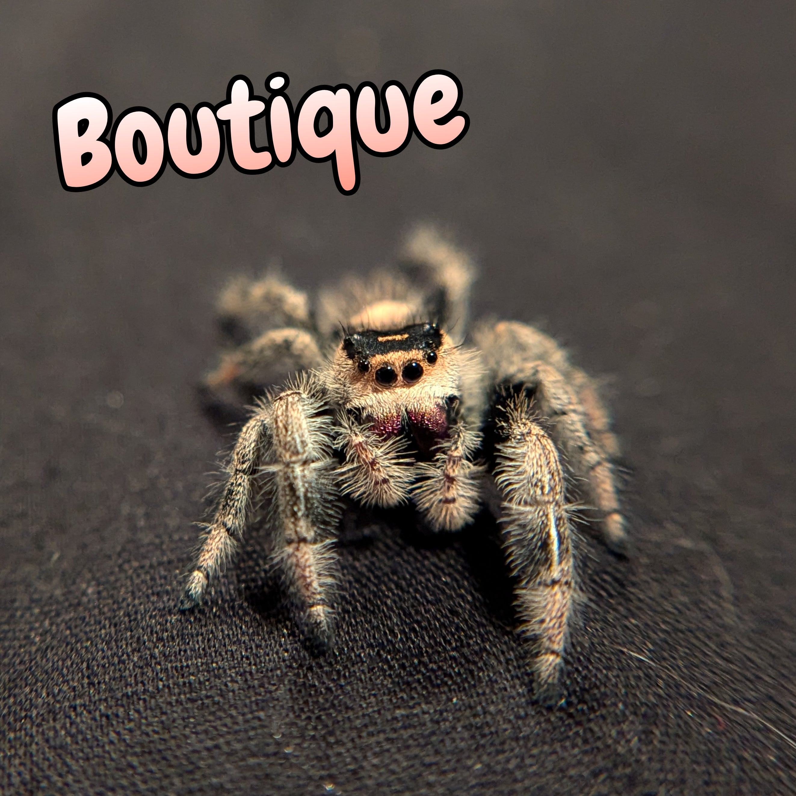 Regal Jumping Spider "Boutique"