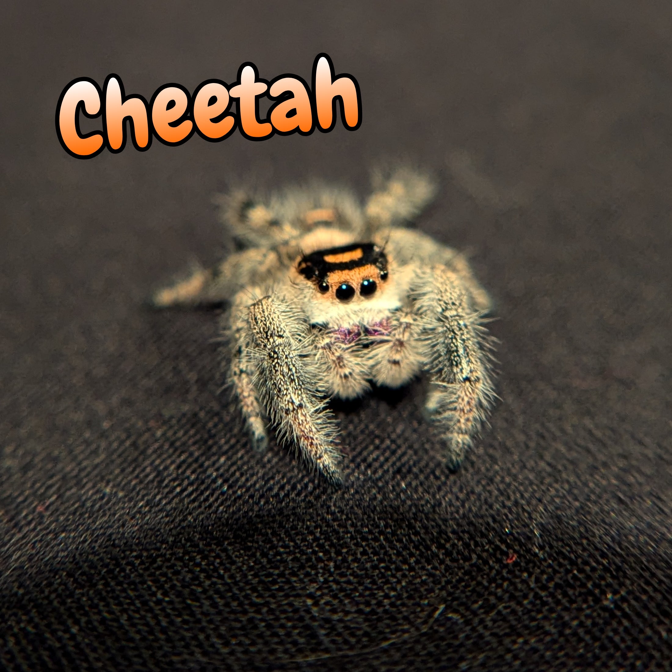 Regal Jumping Spider "Cheetah"