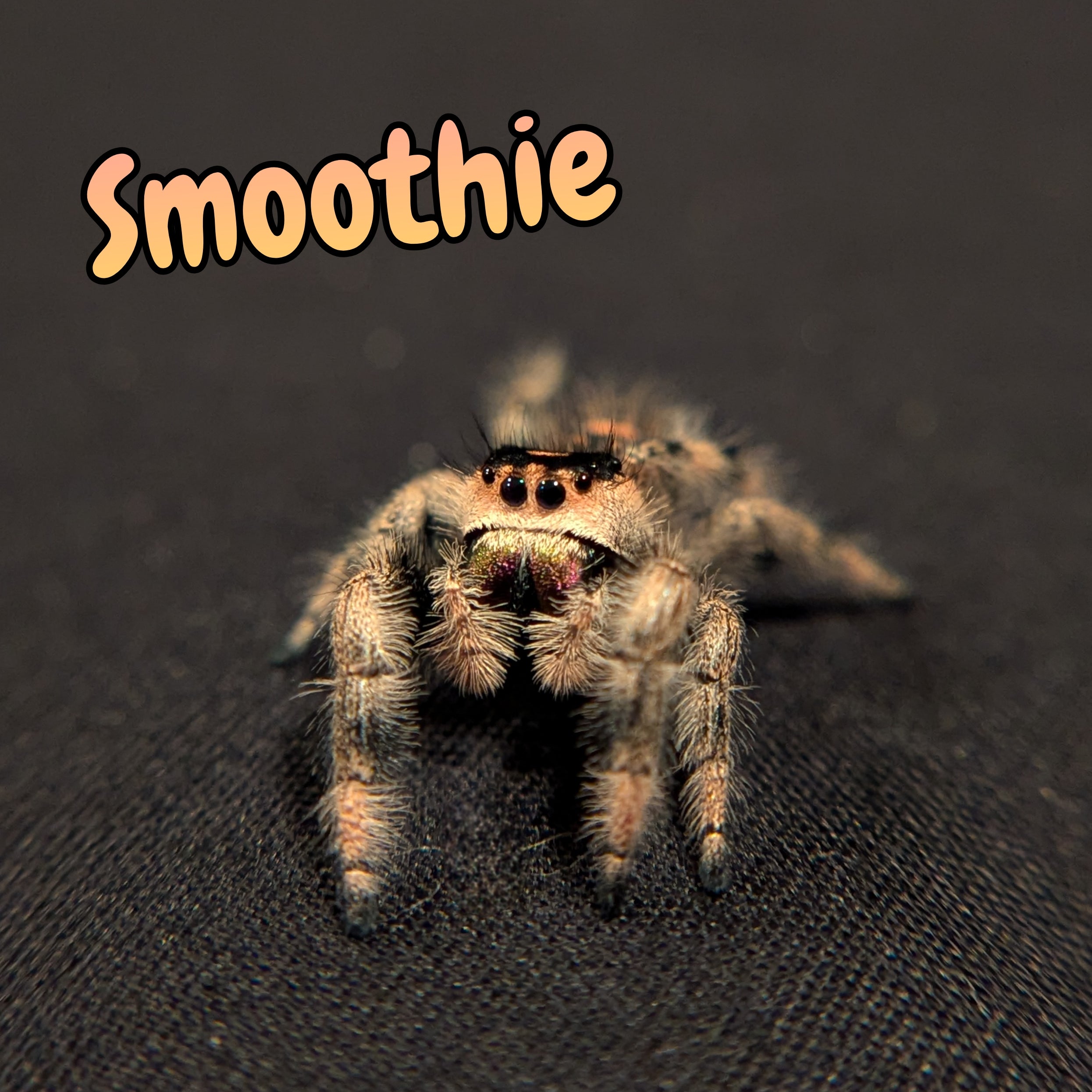 Regal Jumping Spider "Smoothie"