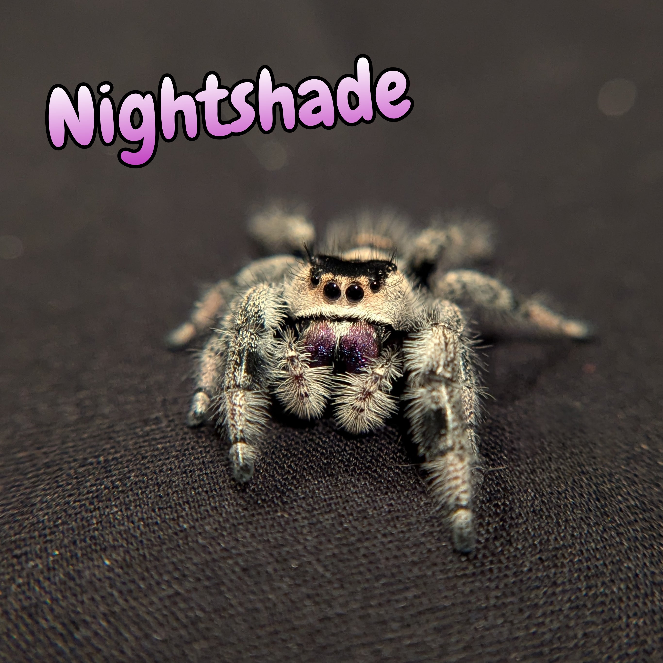 Regal Jumping Spider "Nightshade"