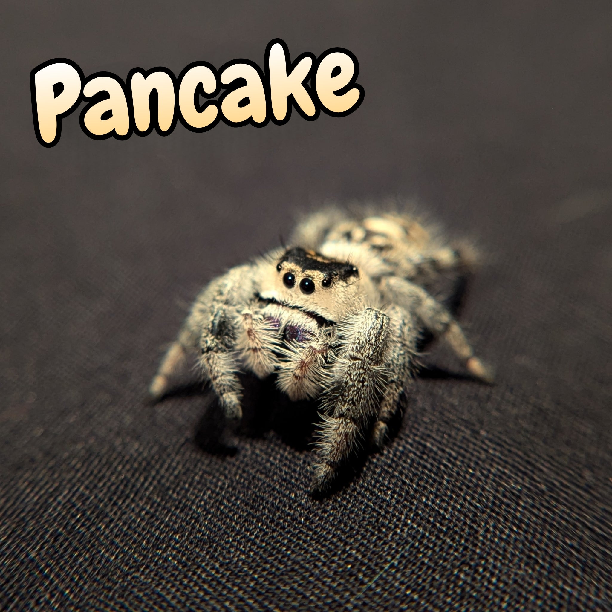 Regal Jumping Spider "Pancake"