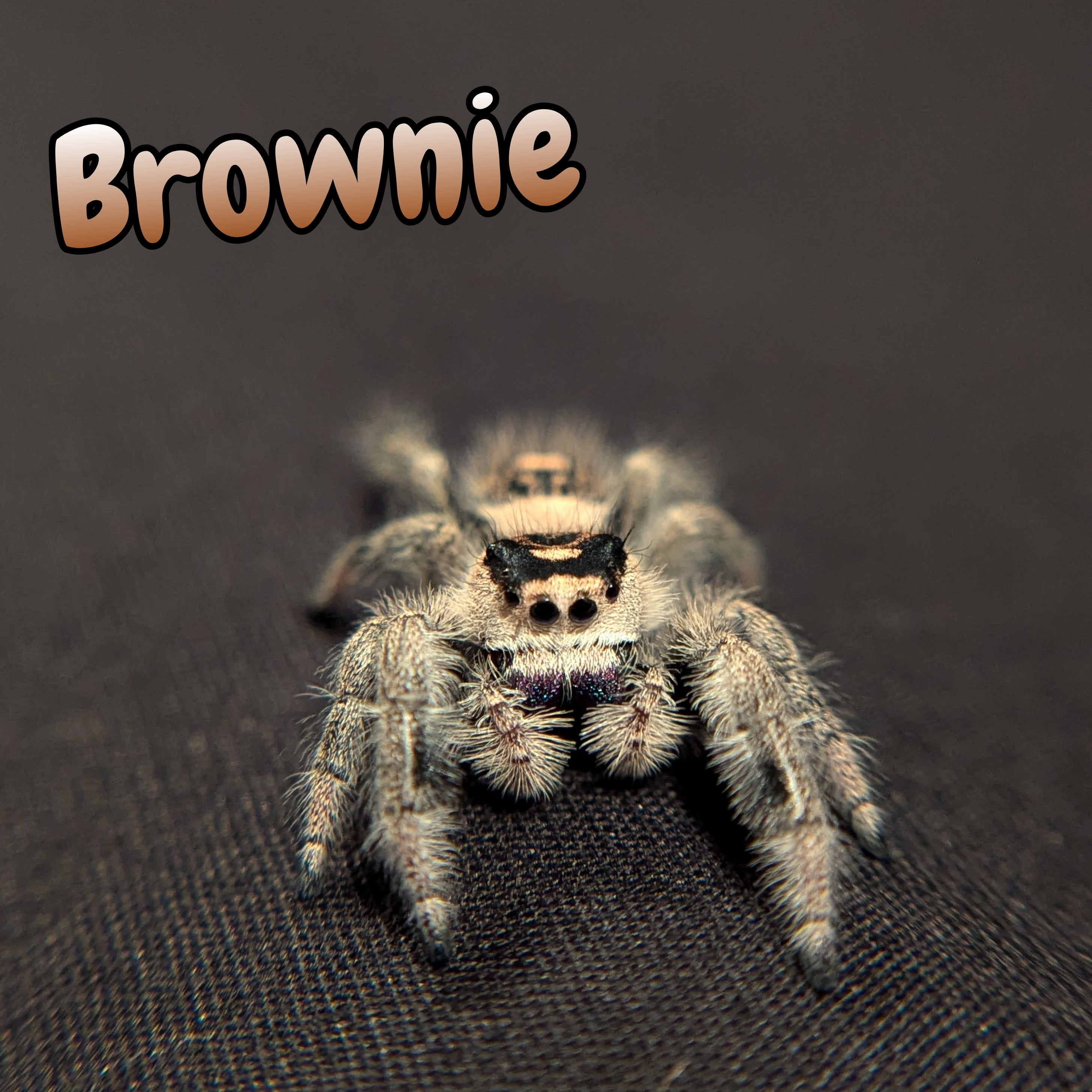 Regal Jumping Spider "Brownie"