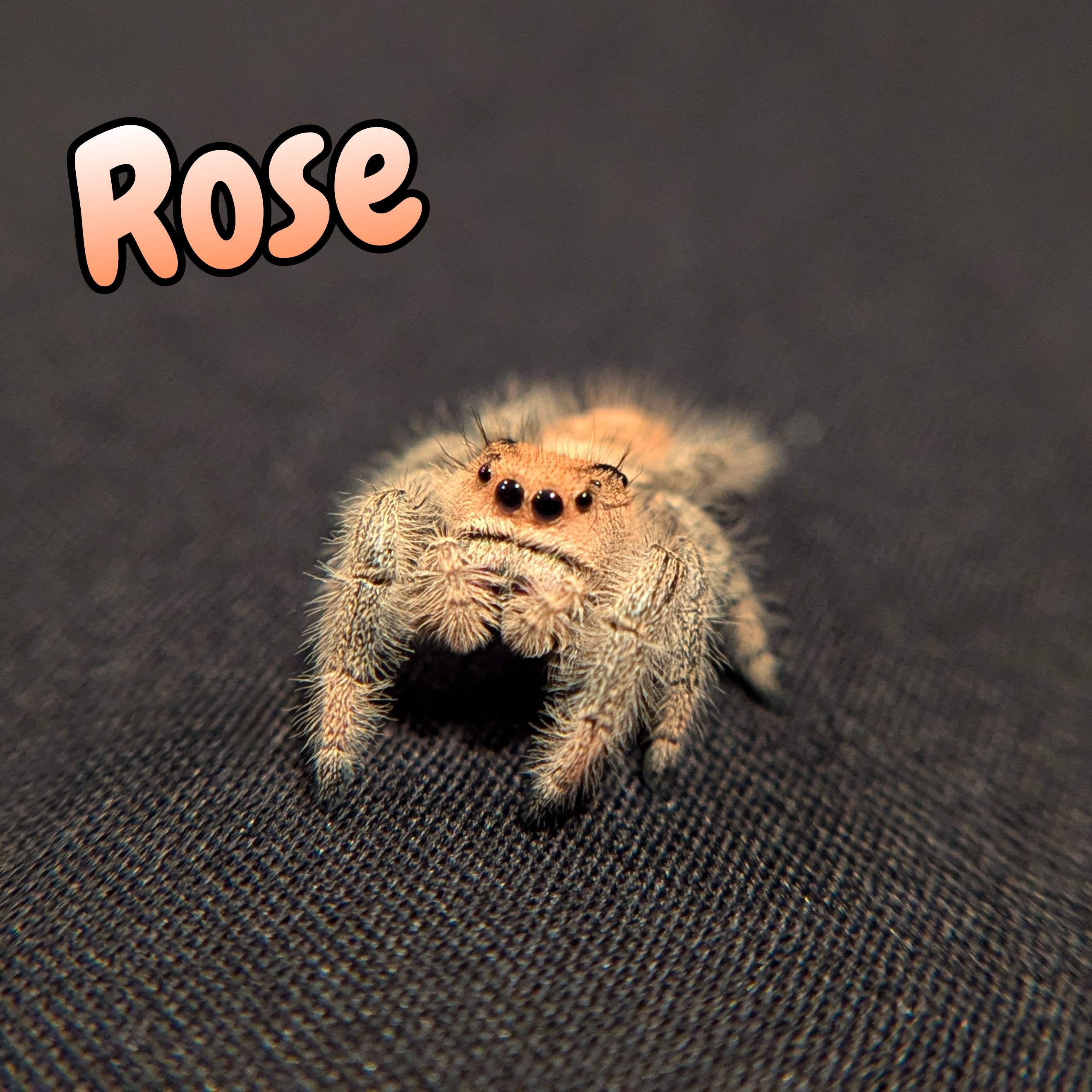 Regal Jumping Spider "Rose"